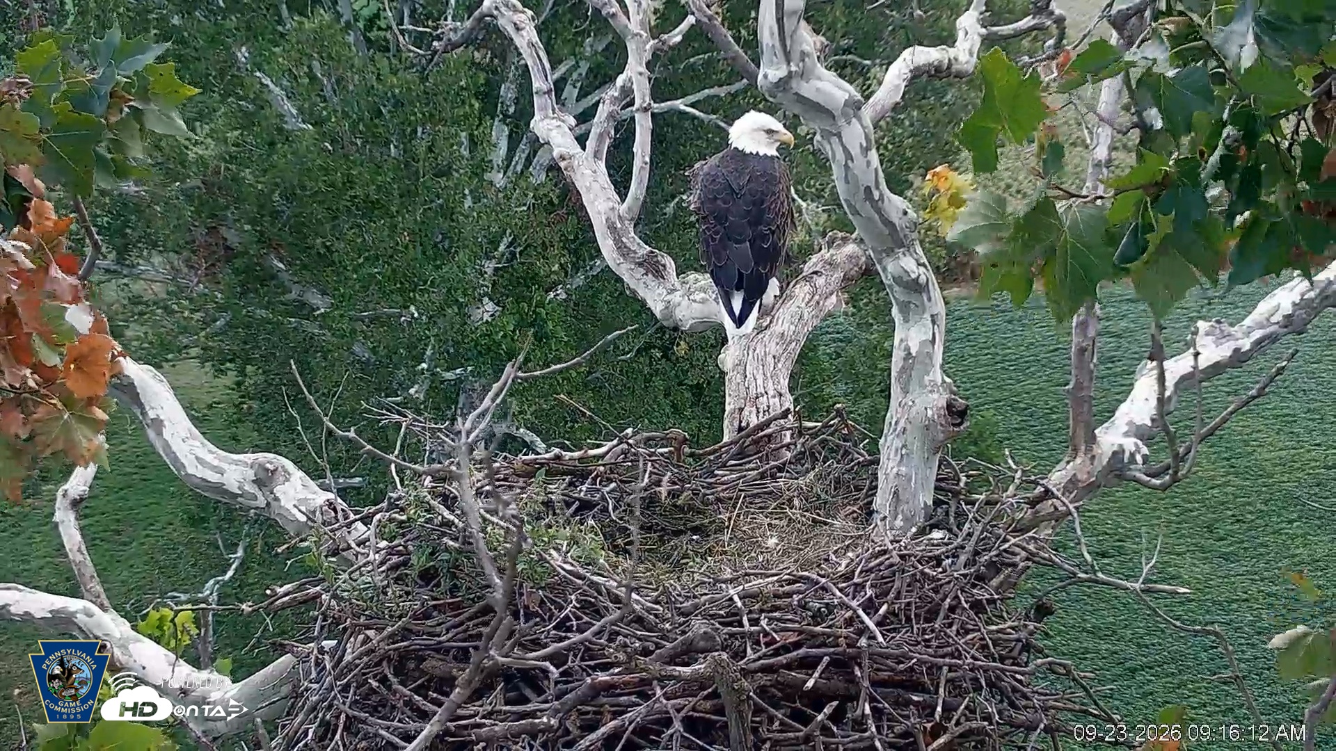 Snapshot of PA Farm Country Eagles Live Cams taken Sep 23, 2026, 9:17am EDT