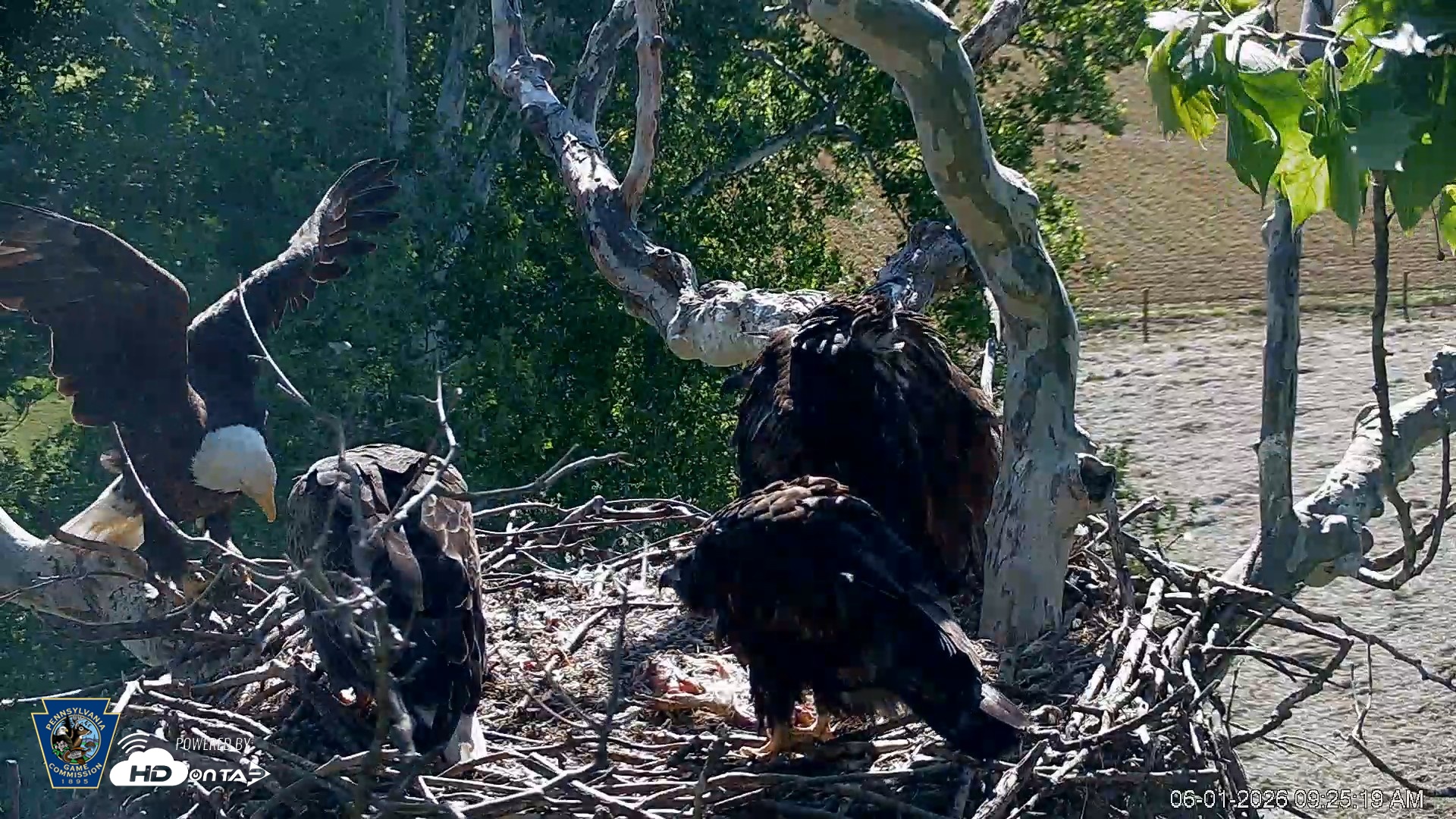 Snapshot of PA Farm Country Eagles Live Cams taken Jun 1, 2026, 9:26am EDT
