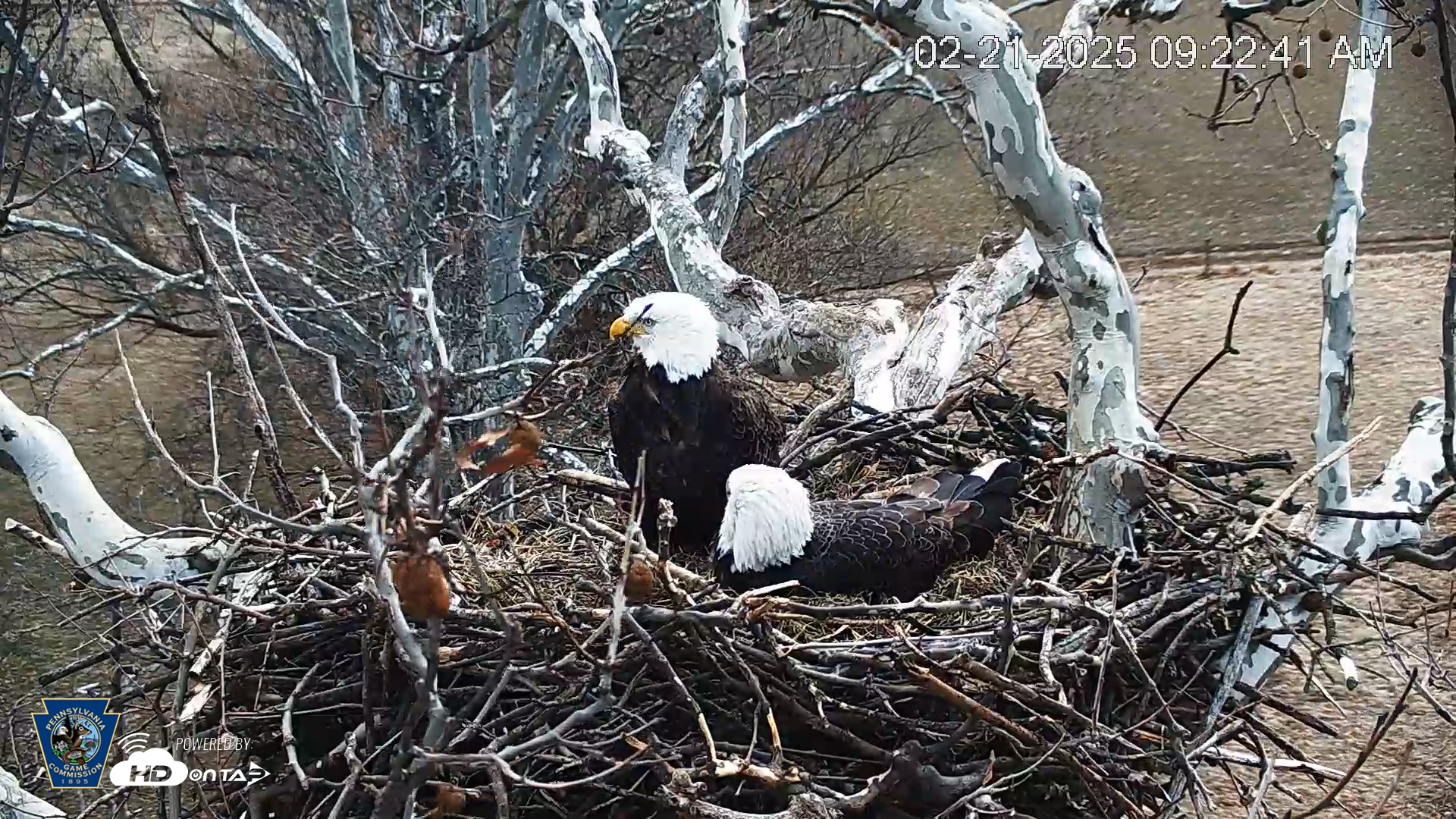 Snapshot of PA Farm Country Eagles Live Cams taken Feb 21, 2025, 9:23am EST