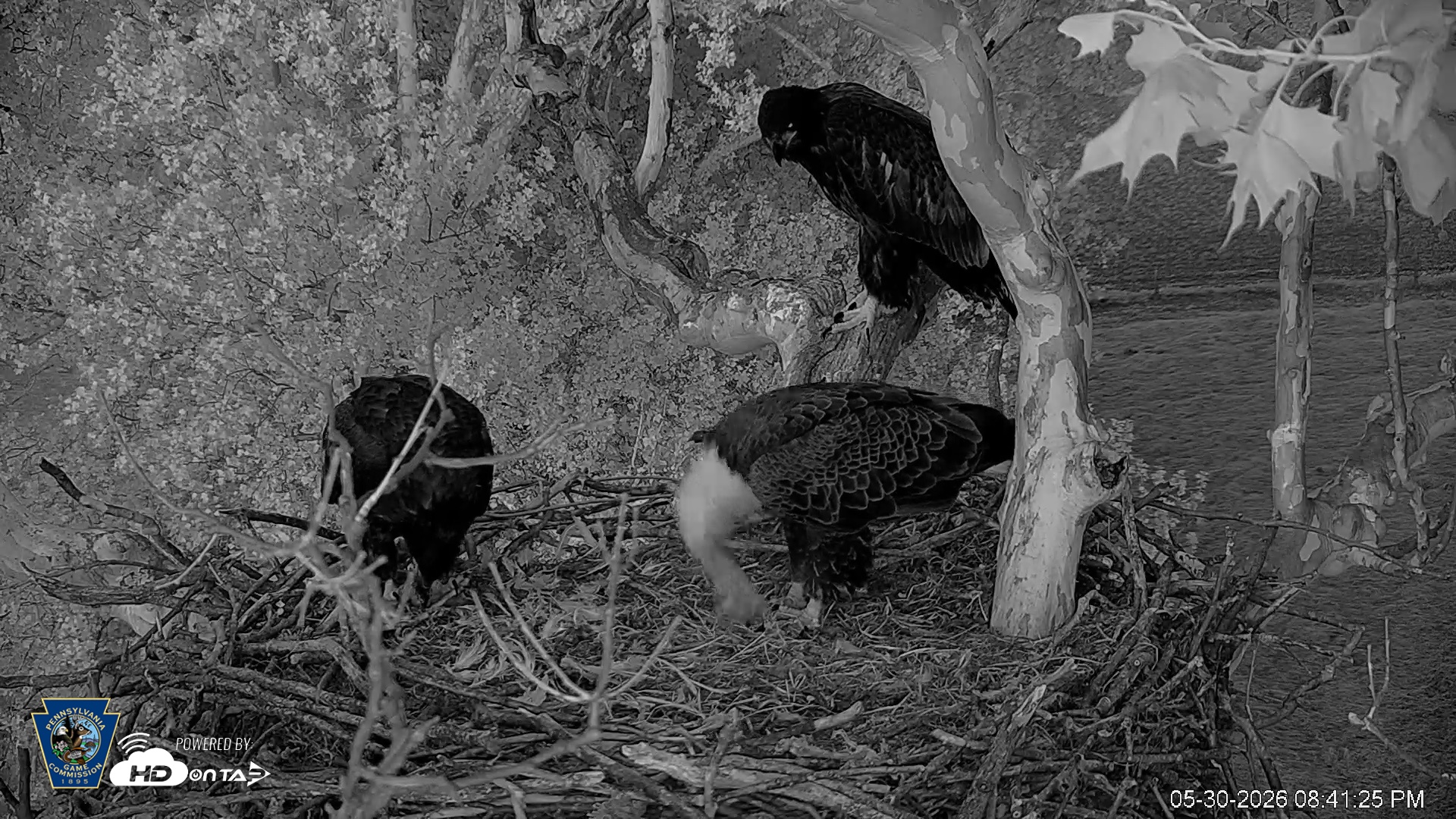 Snapshot of PA Farm Country Eagles Live Cams taken May 30, 2026, 8:42pm EDT