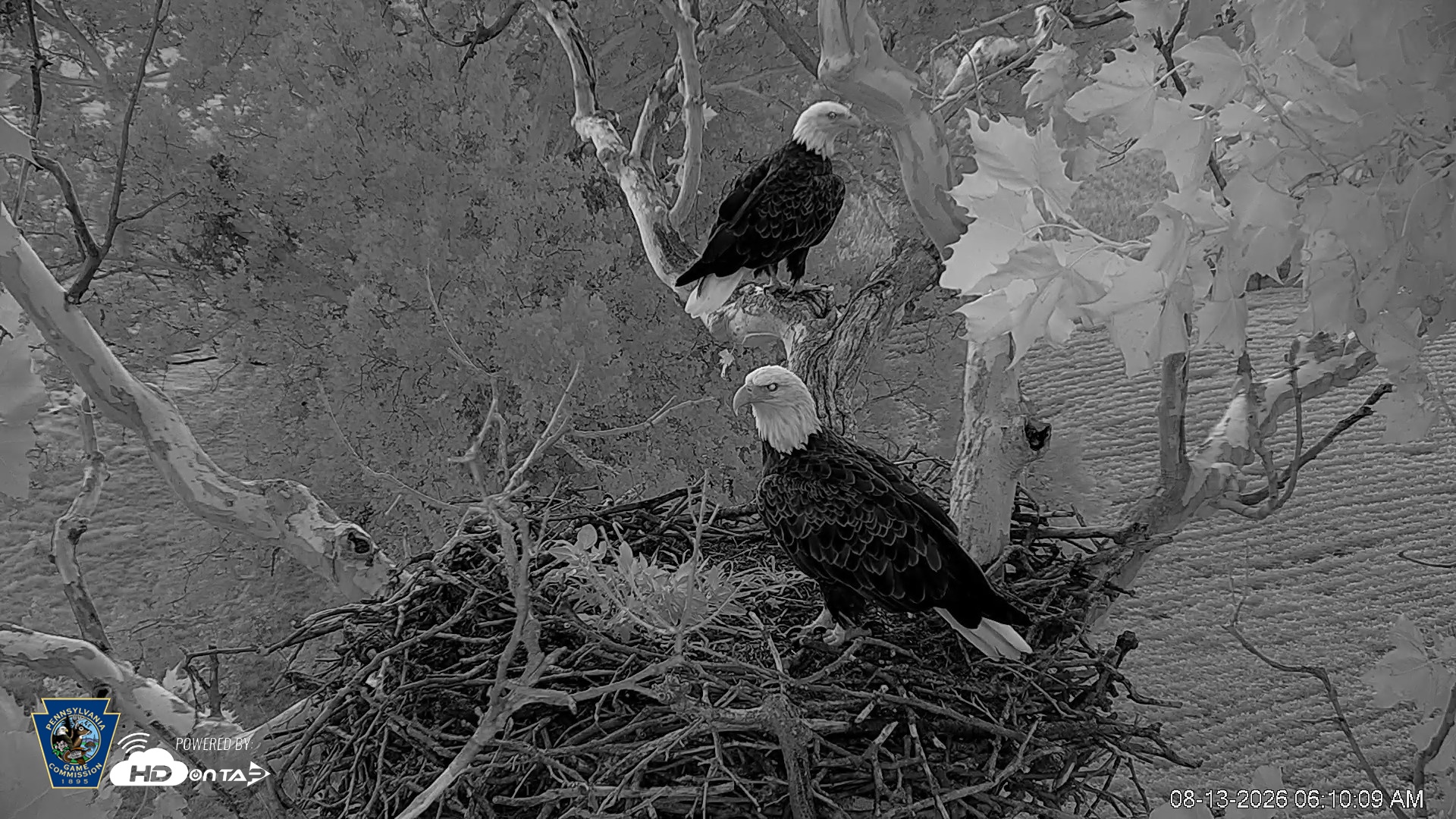 Snapshot of PA Farm Country Eagles Live Cams taken Aug 13, 2026, 6:10am EDT