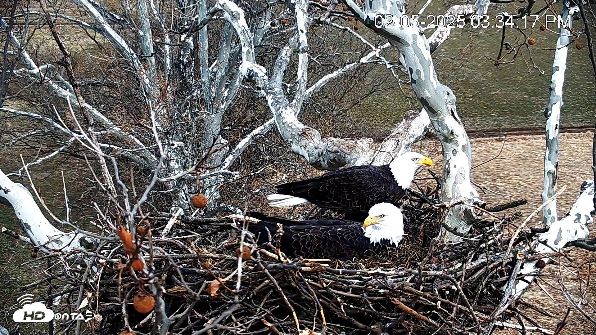 Snapshot of PA Farm Country Eagles Live Cams taken Feb 5, 2025, 3:34pm EST