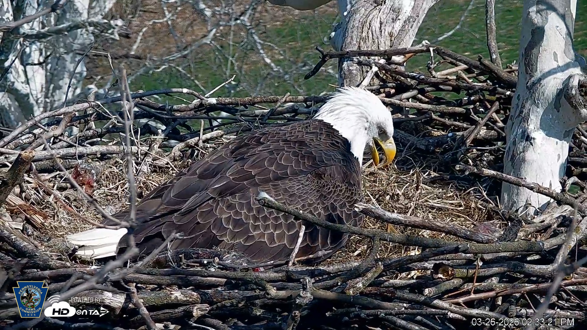 Snapshot of PA Farm Country Eagles Live Cams taken Mar 26, 2026, 2:34pm EDT