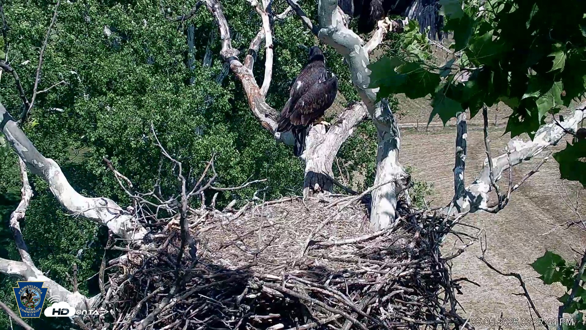 Snapshot of PA Farm Country Eagles Live Cams taken Jun 5, 2026, 3:29pm EDT