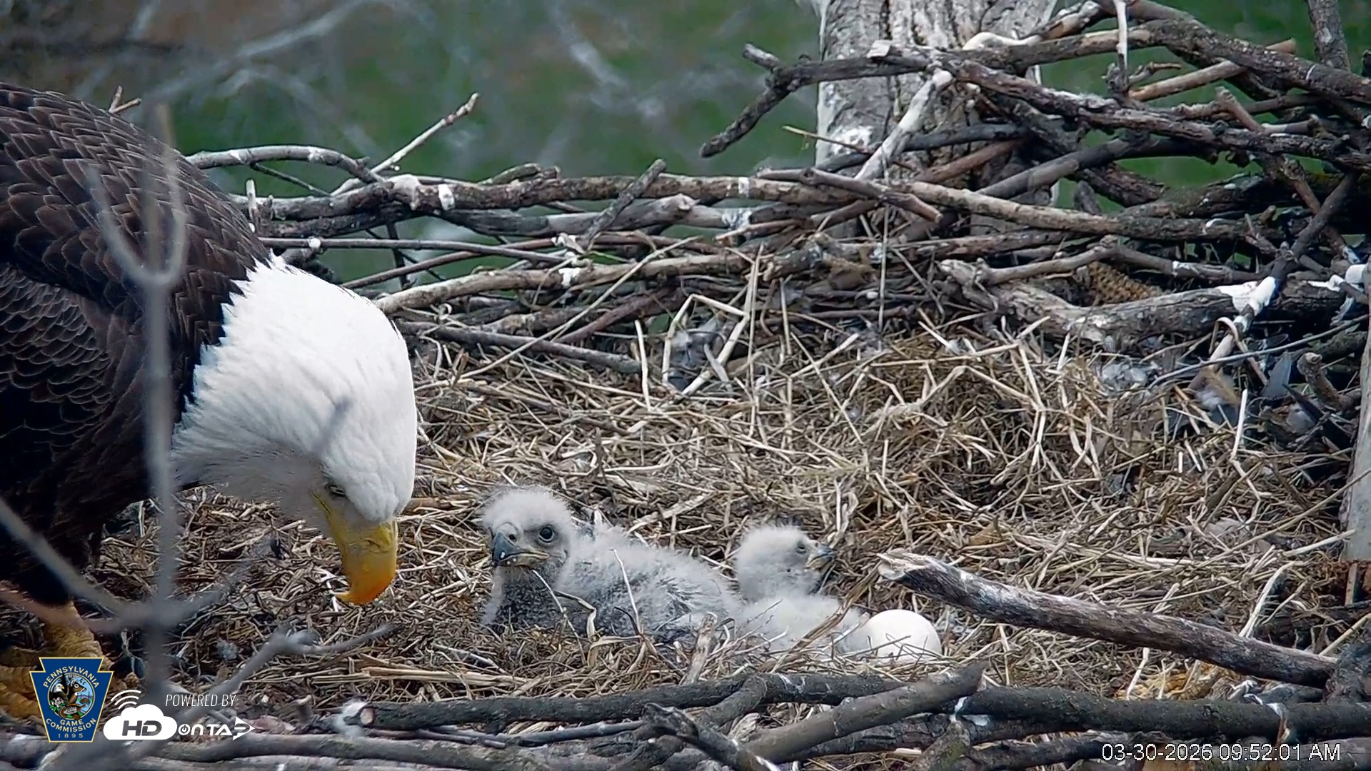 Snapshot of PA Farm Country Eagles Live Cams taken Mar 30, 2026, 9:53am EDT