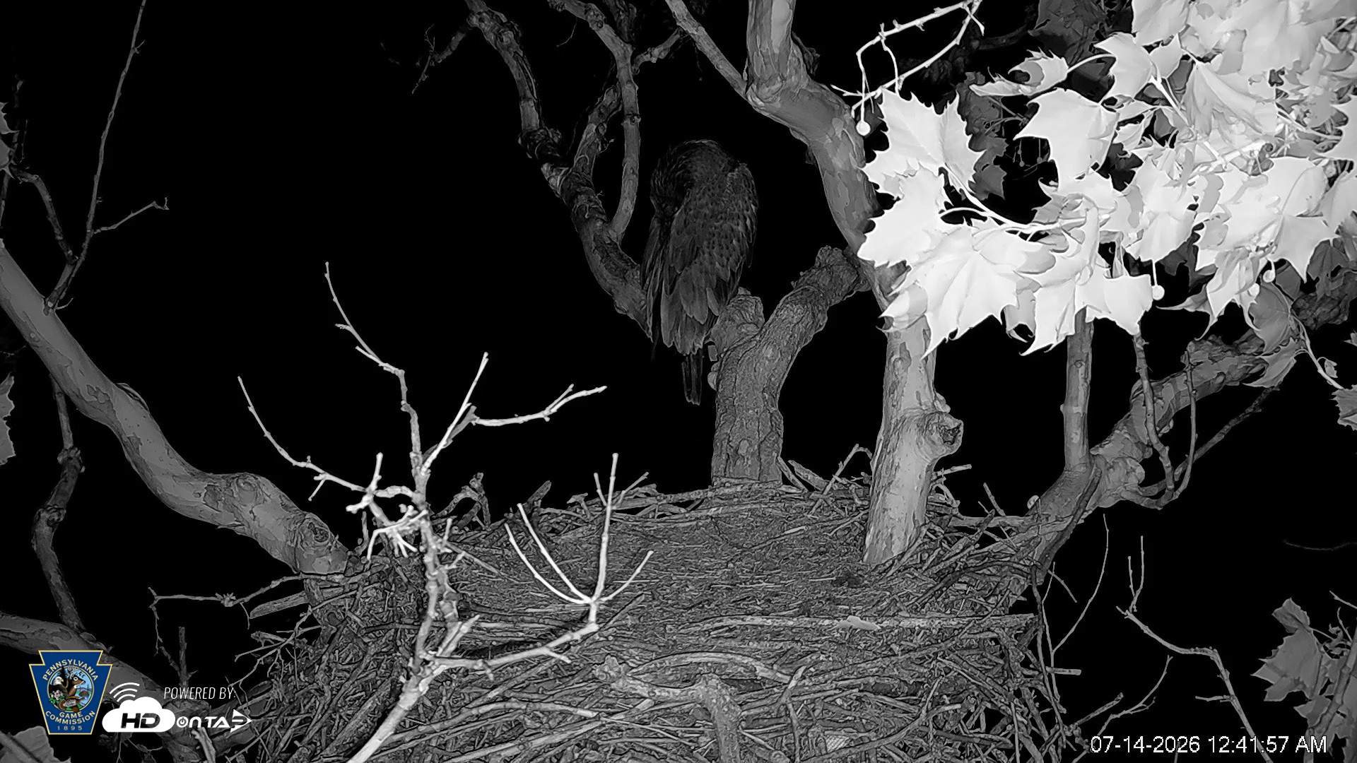 Snapshot of PA Farm Country Eagles Live Cams taken Jul 14, 2026, 12:42am EDT
