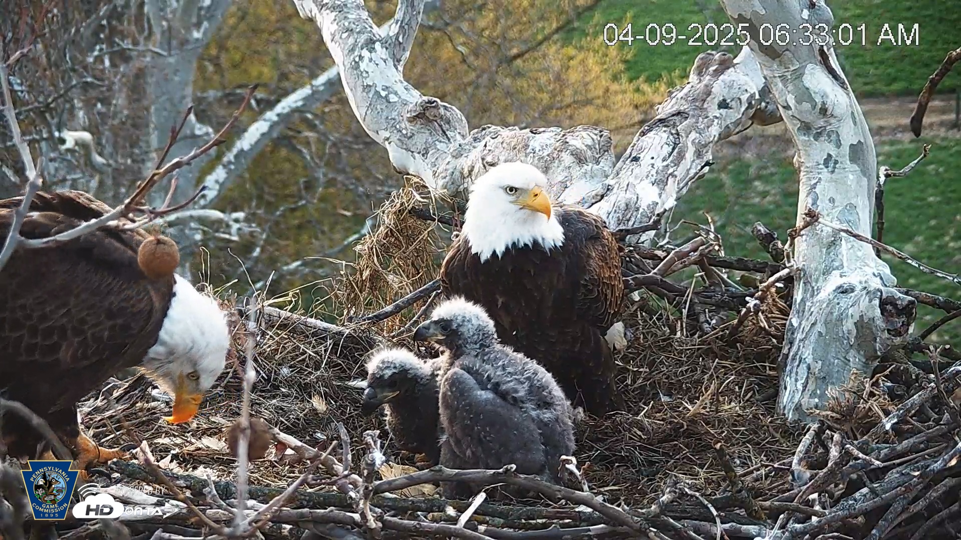 Snapshot of PA Farm Country Eagles Live Cams taken Apr 9, 2025, 6:33am EDT