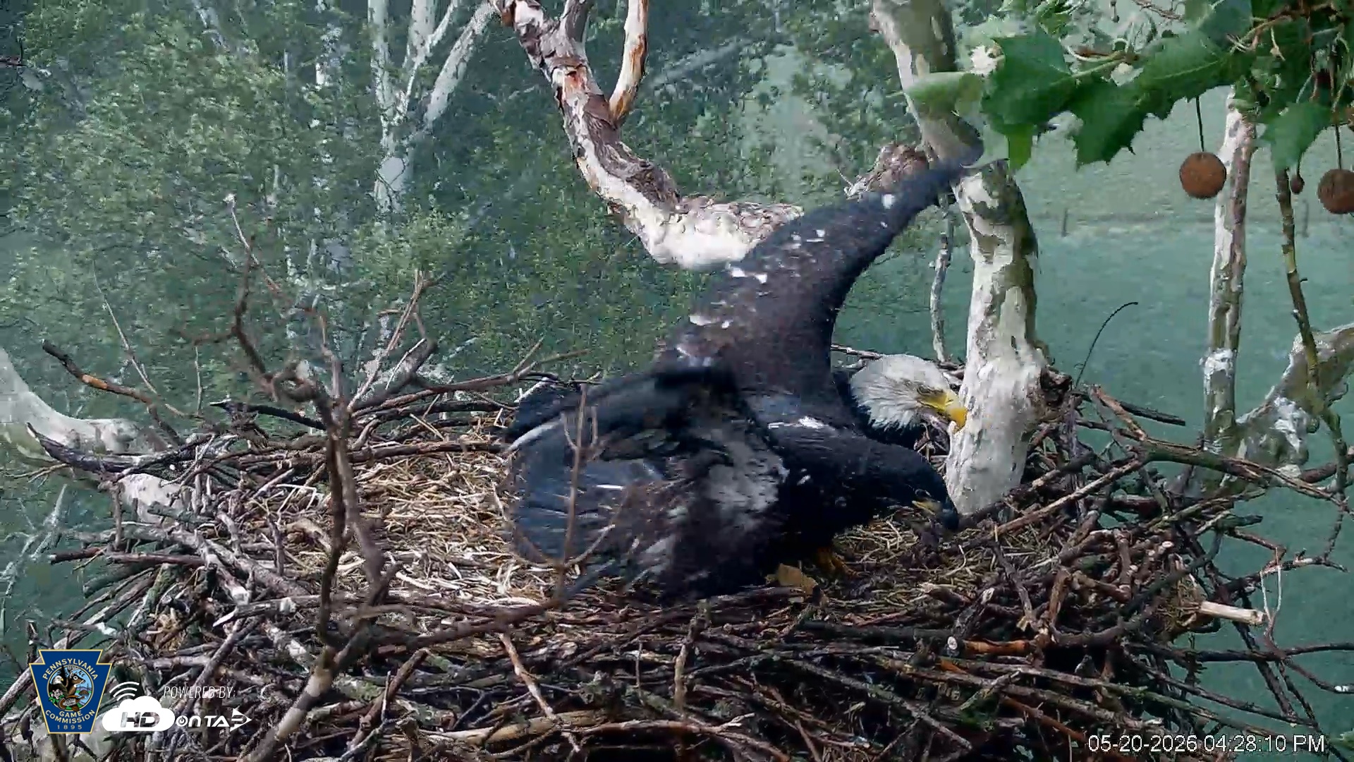 Snapshot of PA Farm Country Eagles Live Cams taken May 20, 2026, 4:29pm EDT