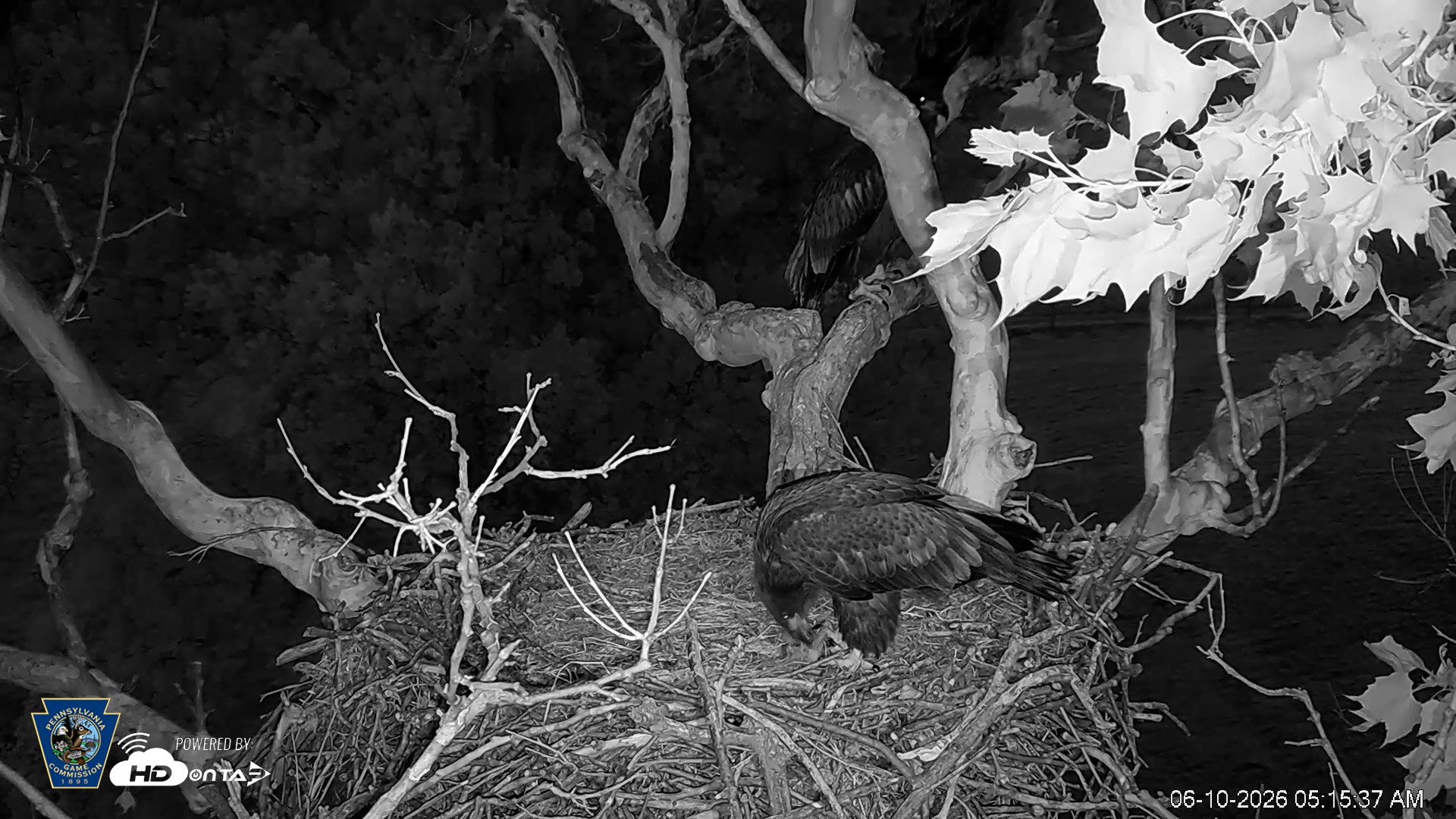 Snapshot of PA Farm Country Eagles Live Cams taken Jun 10, 2026, 5:16am EDT