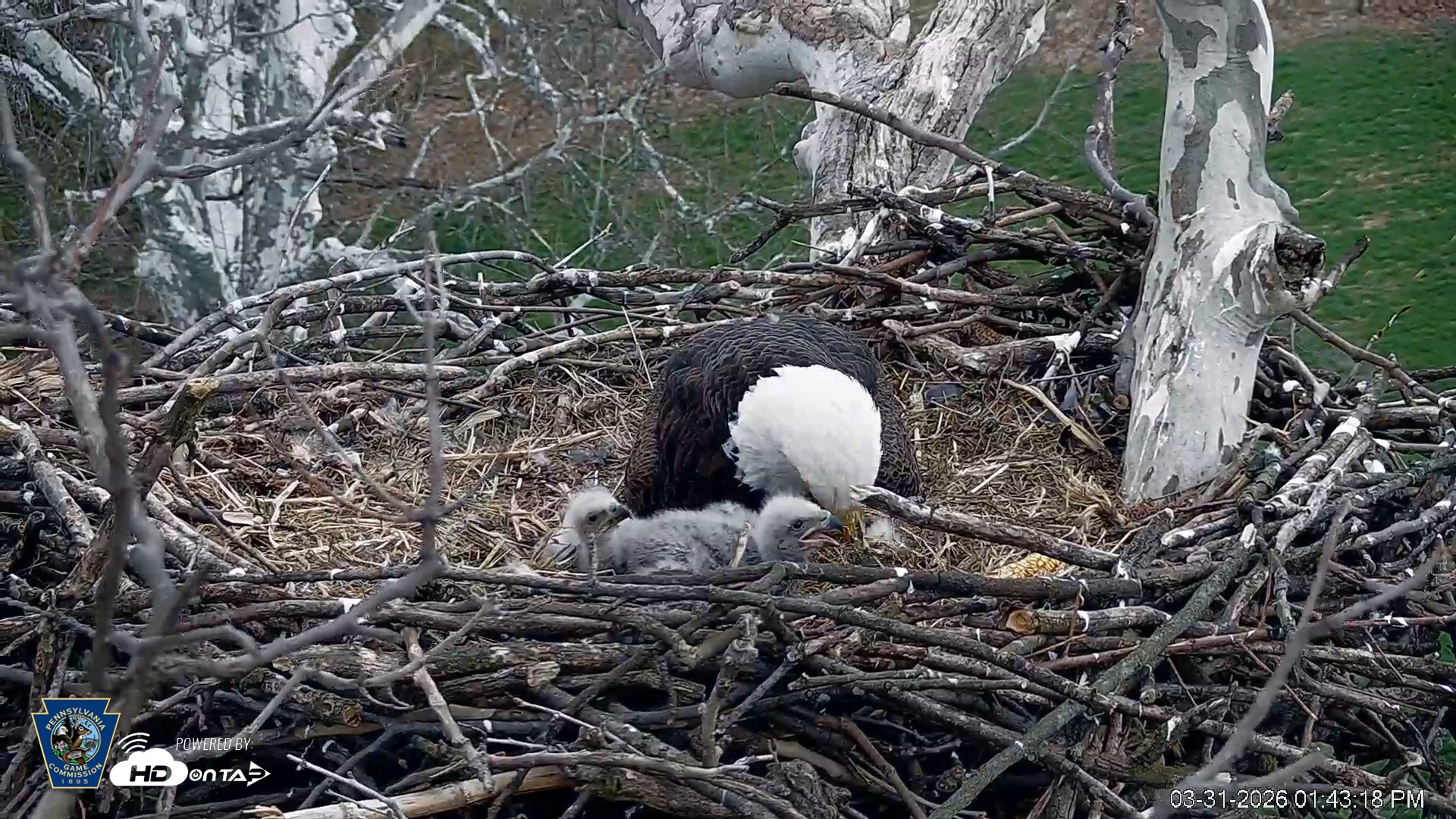 Snapshot of PA Farm Country Eagles Live Cams taken Mar 31, 2026, 1:44pm EDT