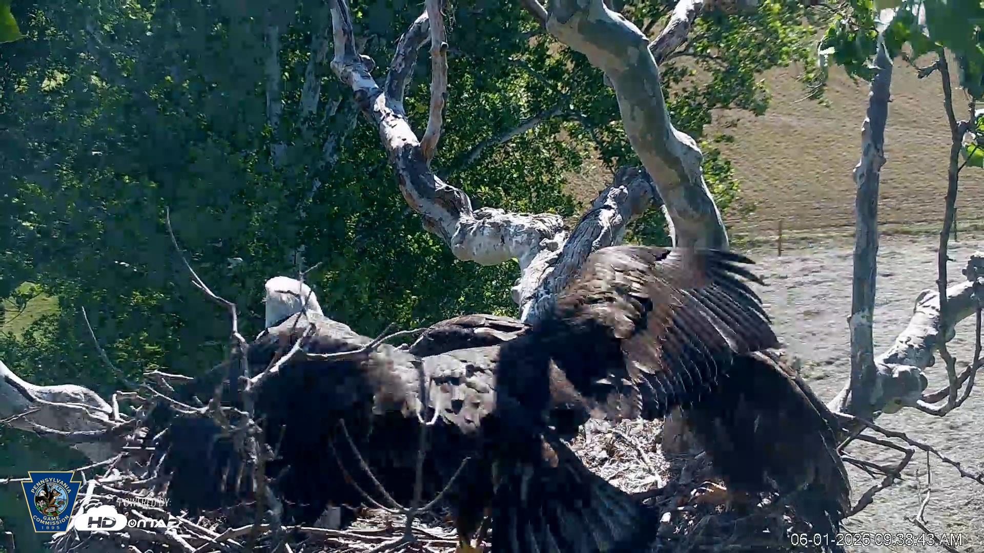 Snapshot of PA Farm Country Eagles Live Cams taken Jun 1, 2026, 9:39am EDT