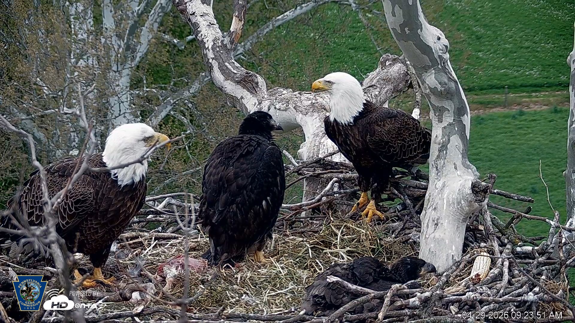 Snapshot of PA Farm Country Eagles Live Cams taken Apr 29, 2026, 9:24am EDT