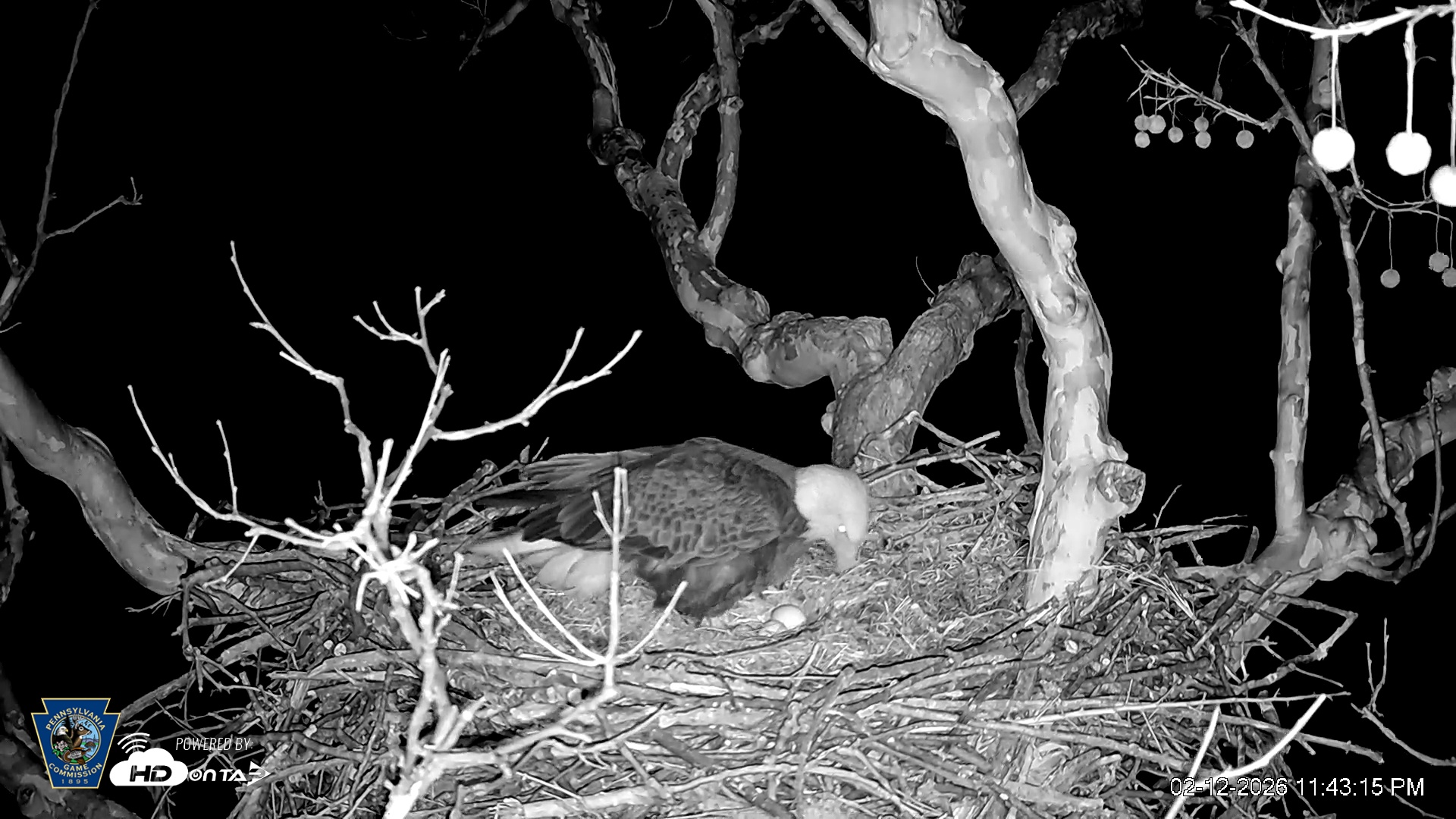 Snapshot of PA Farm Country Eagles Live Cams taken Feb 12, 2026, 11:44pm EST