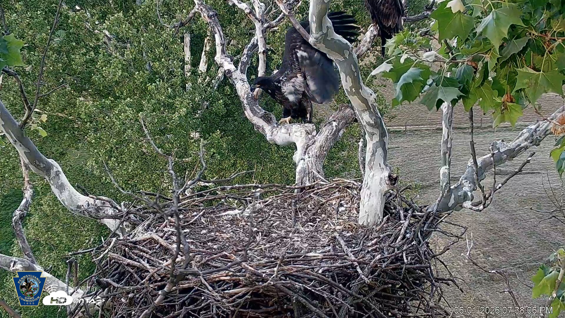 Snapshot of PA Farm Country Eagles Live Cams taken Jun 1, 2026, 7:38pm EDT