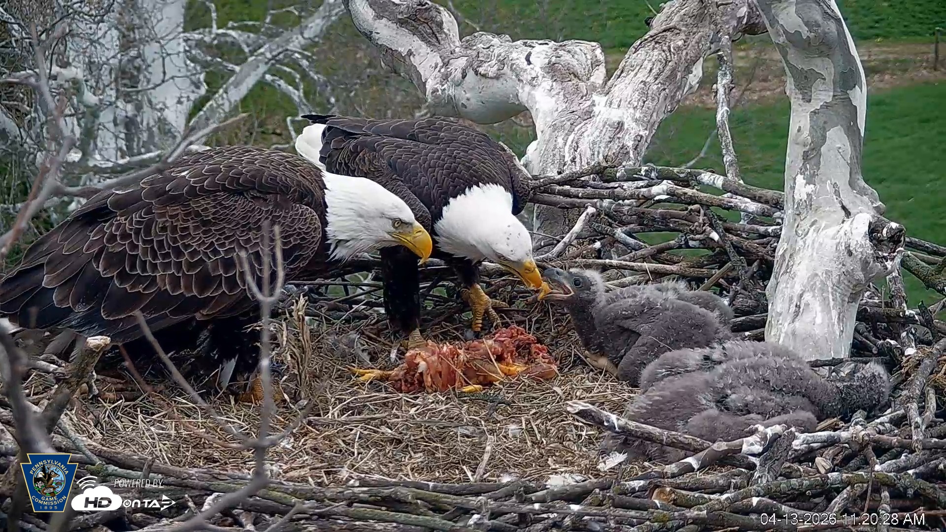 Snapshot of PA Farm Country Eagles Live Cams taken Apr 13, 2026, 11:21am EDT