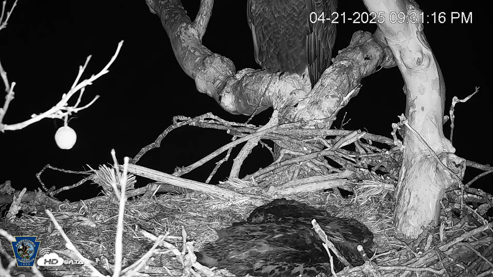 Snapshot of PA Farm Country Eagles Live Cams taken Apr 21, 2025, 9:31pm EDT