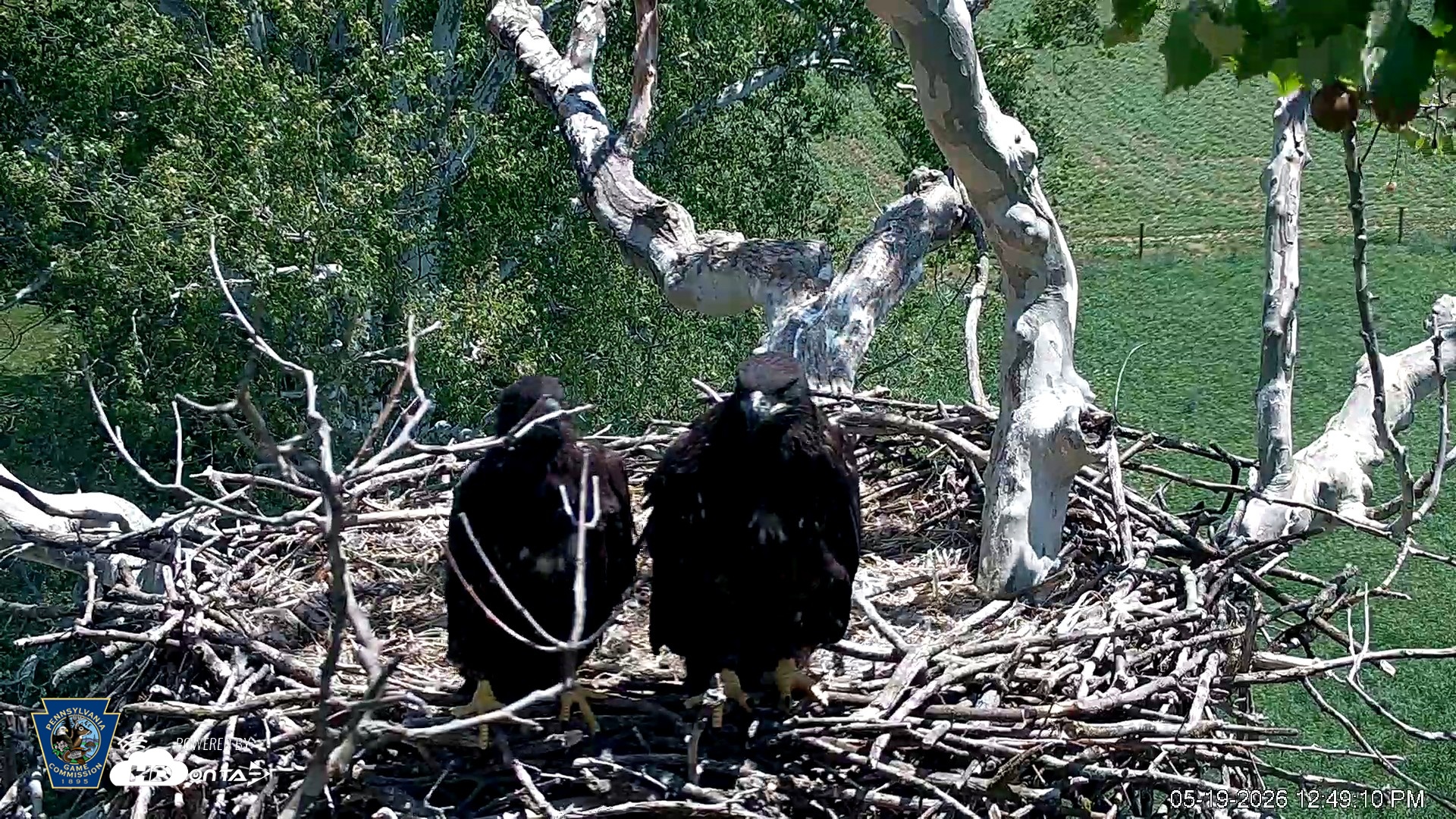 Snapshot of PA Farm Country Eagles Live Cams taken May 19, 2026, 12:50pm EDT