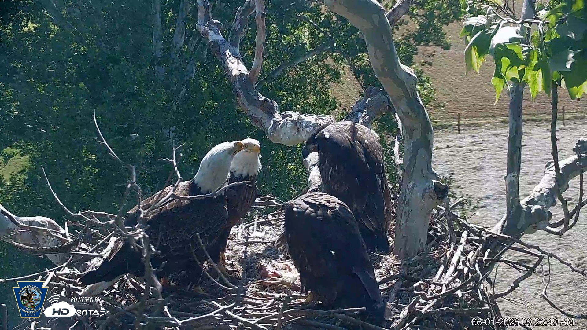 Snapshot of PA Farm Country Eagles Live Cams taken Jun 1, 2026, 9:27am EDT