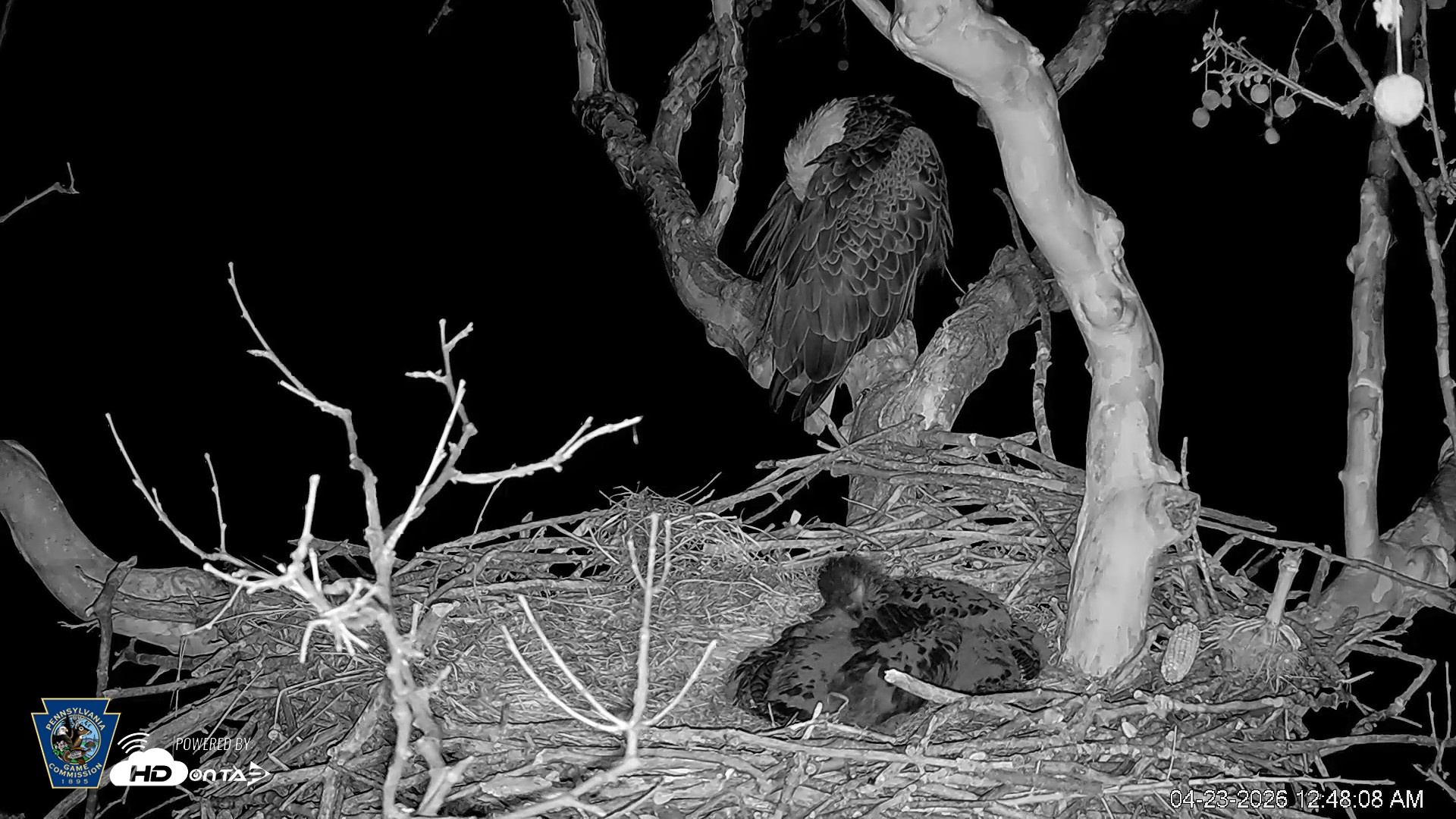 Snapshot of PA Farm Country Eagles Live Cams taken Apr 23, 2026, 12:49am EDT