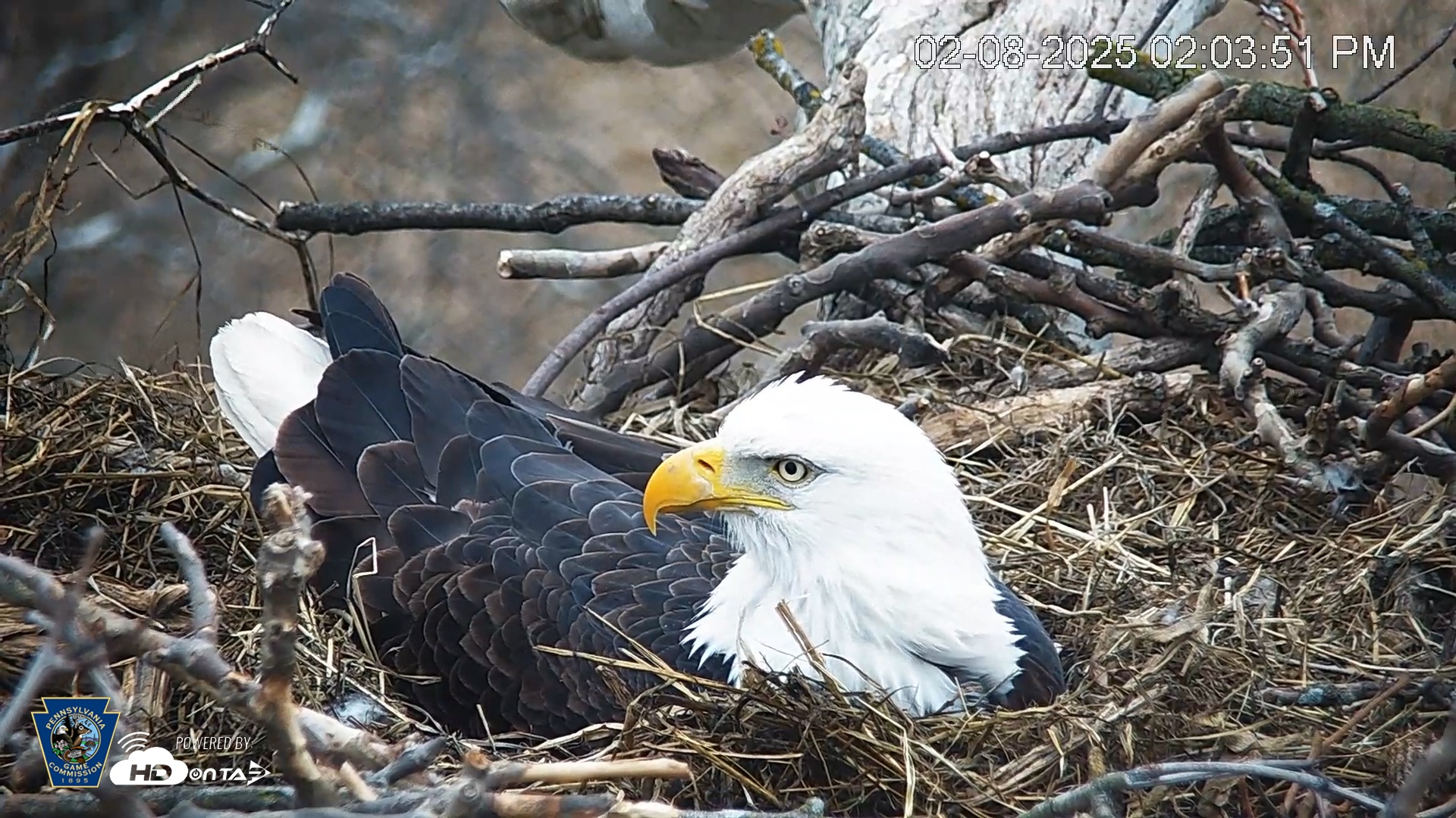 Snapshot of PA Farm Country Eagles Live Cams taken Feb 8, 2025, 2:04pm EST