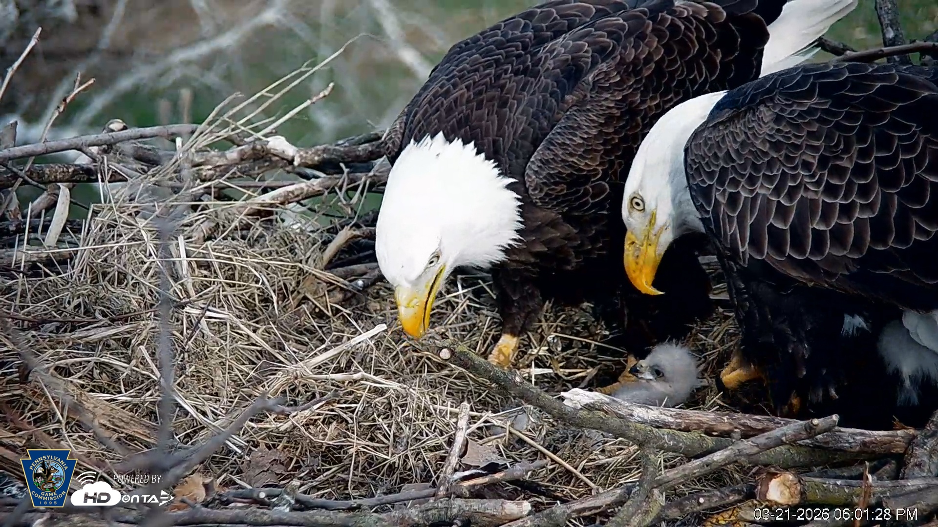 Snapshot of PA Farm Country Eagles Live Cams taken Mar 21, 2026, 6:02pm EDT