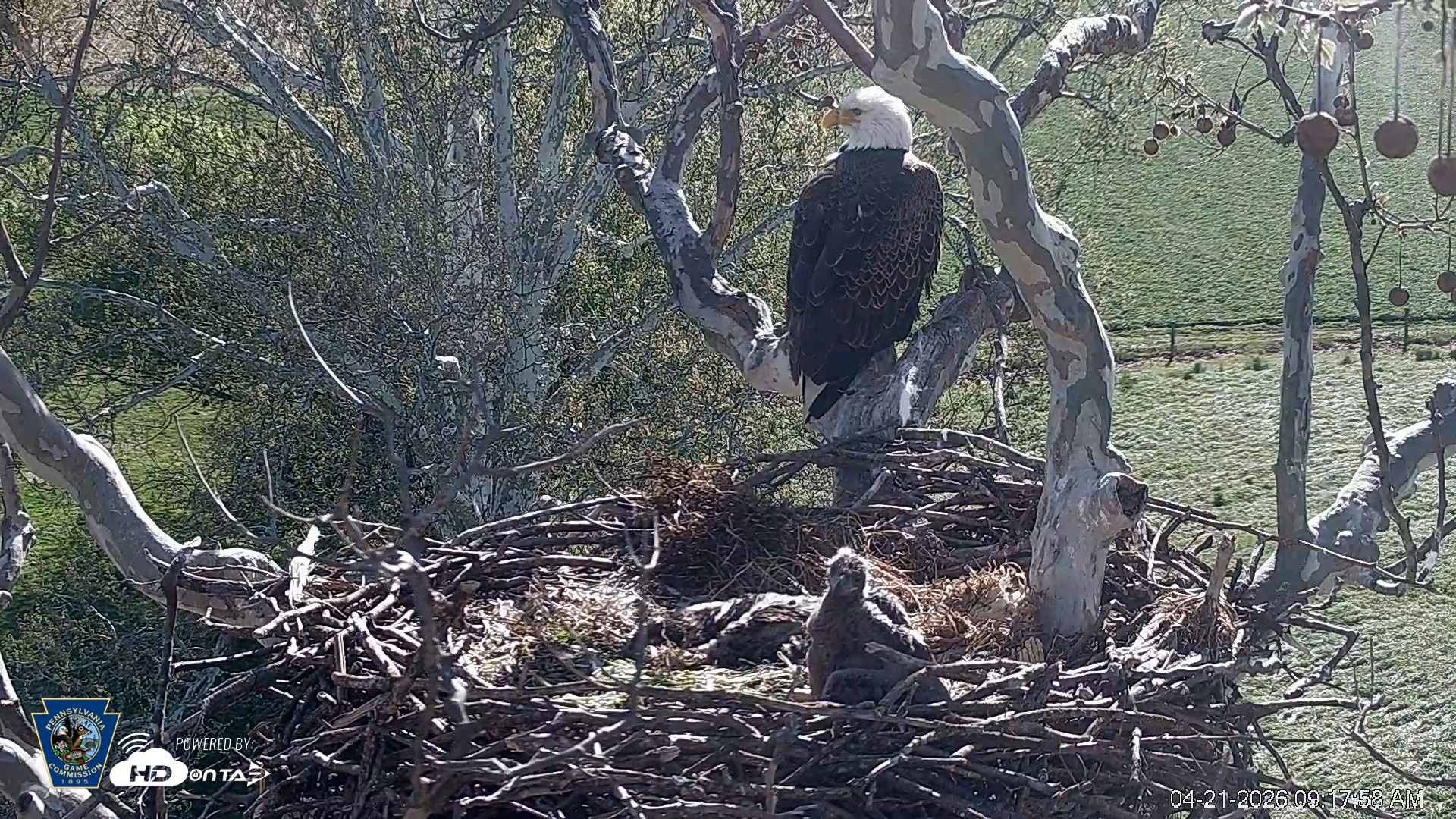 Snapshot of PA Farm Country Eagles Live Cams taken Apr 21, 2026, 9:19am EDT