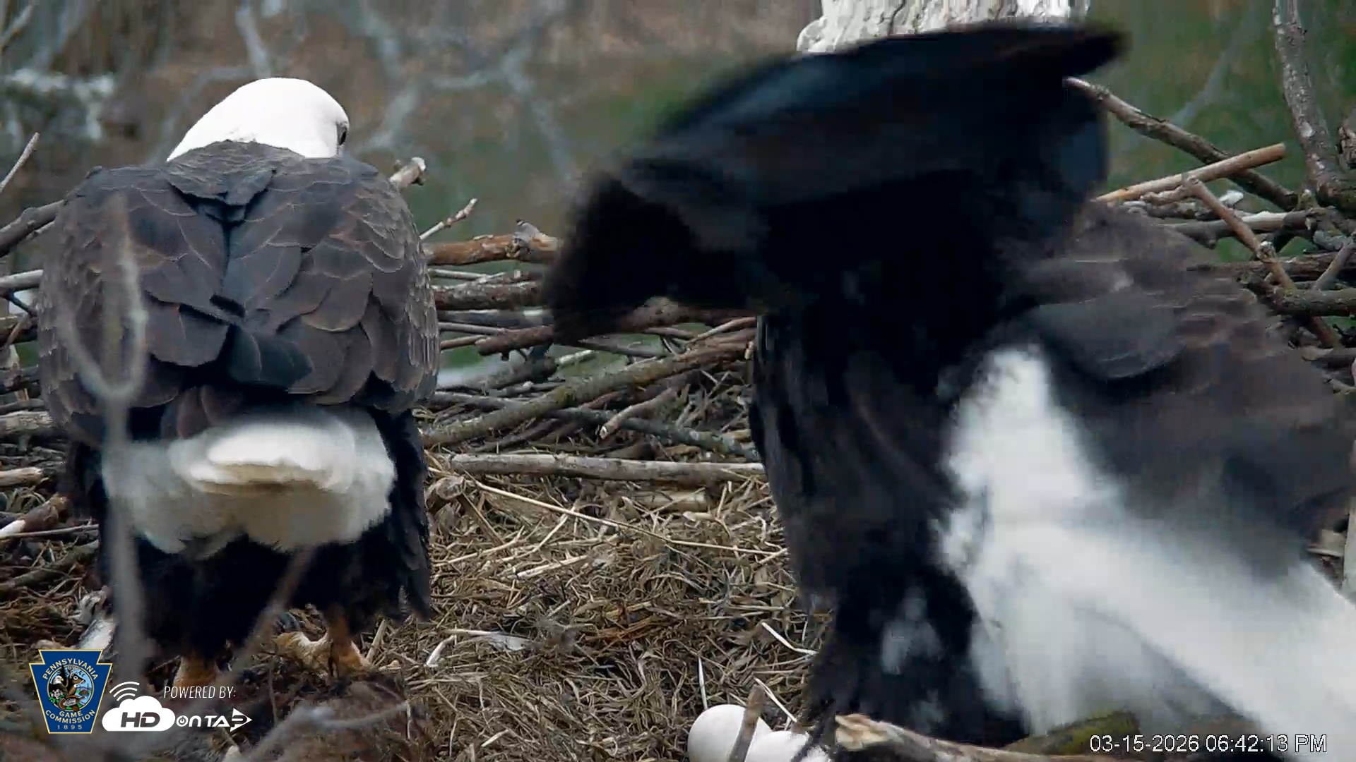 Snapshot of PA Farm Country Eagles Live Cams taken Mar 15, 2026, 6:43pm EDT