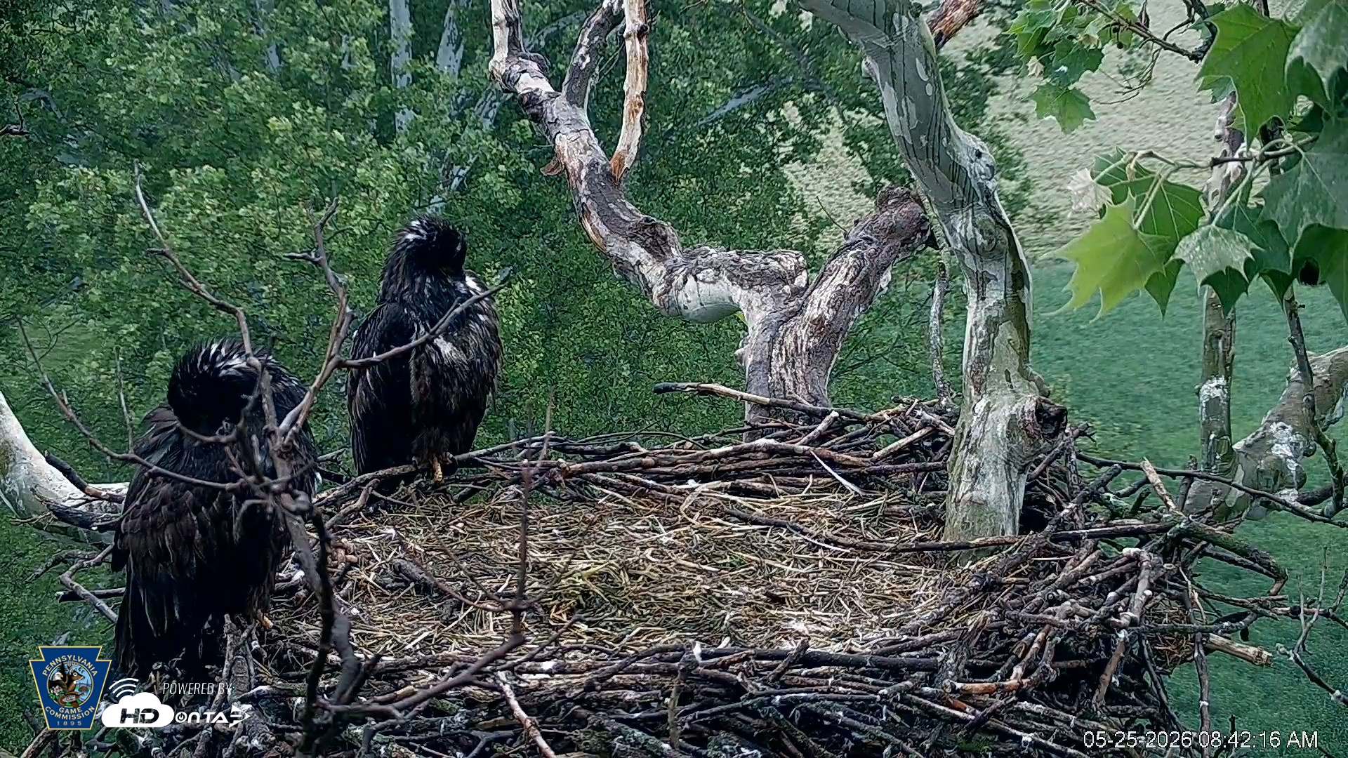 Snapshot of PA Farm Country Eagles Live Cams taken May 25, 2026, 8:43am EDT