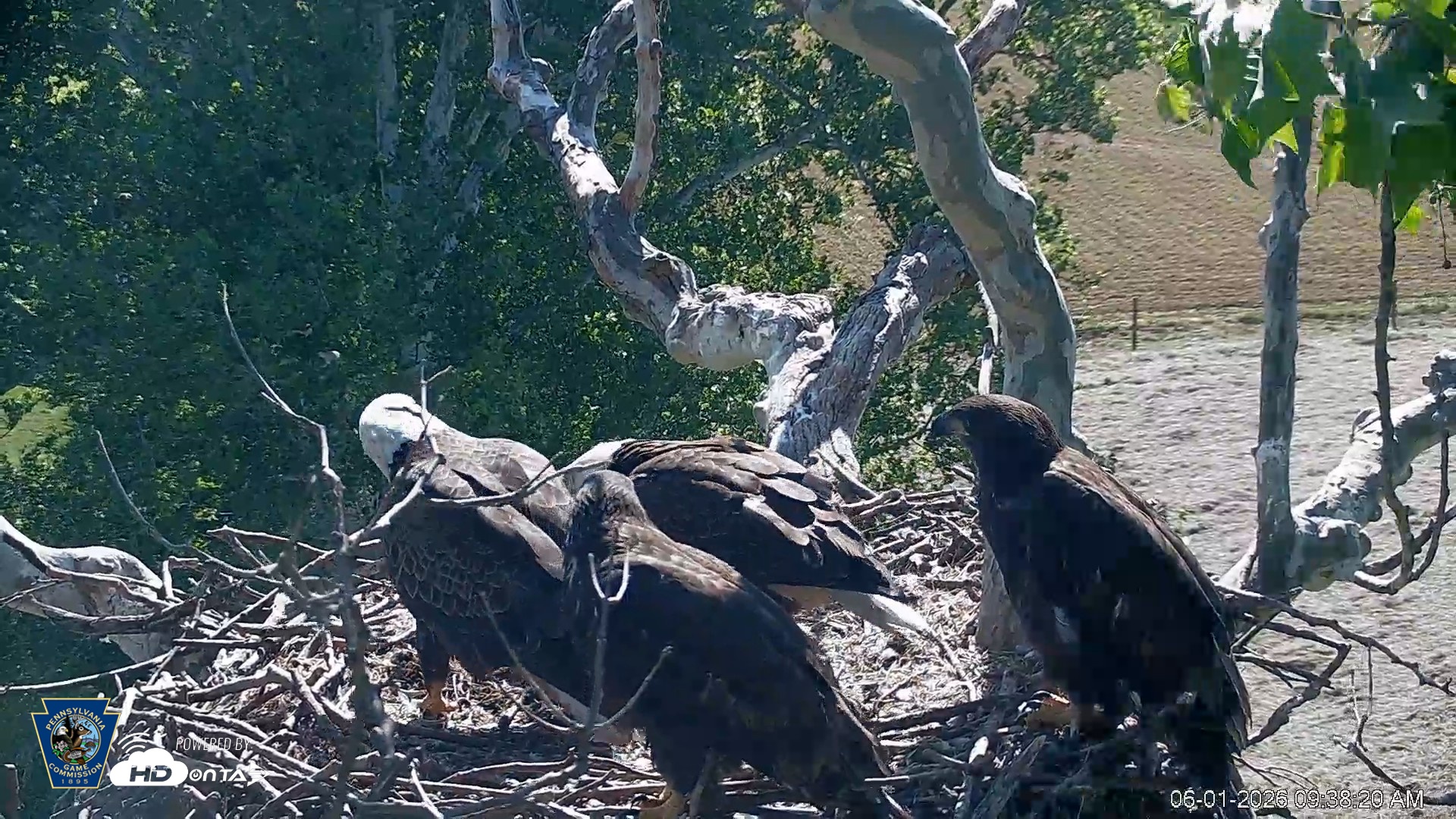 Snapshot of PA Farm Country Eagles Live Cams taken Jun 1, 2026, 9:39am EDT