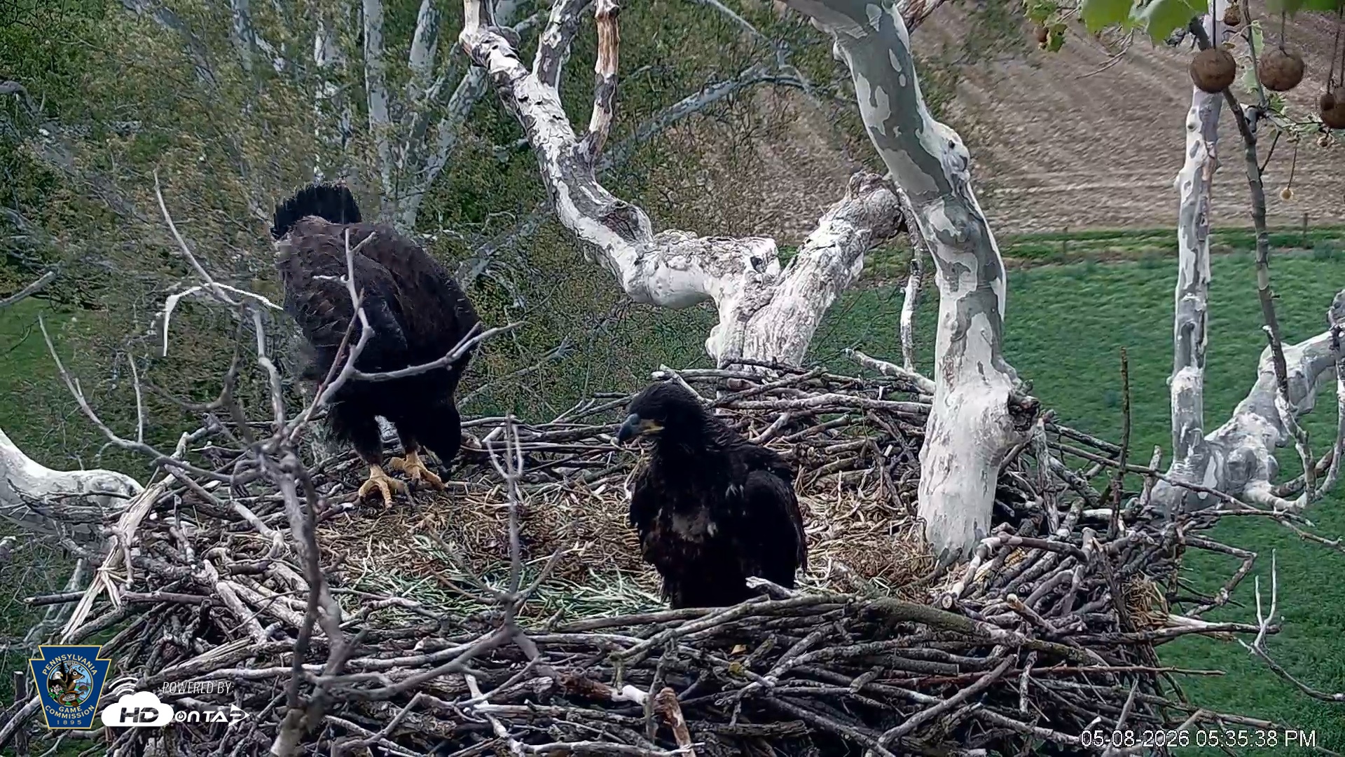 Snapshot of PA Farm Country Eagles Live Cams taken May 8, 2026, 5:37pm EDT