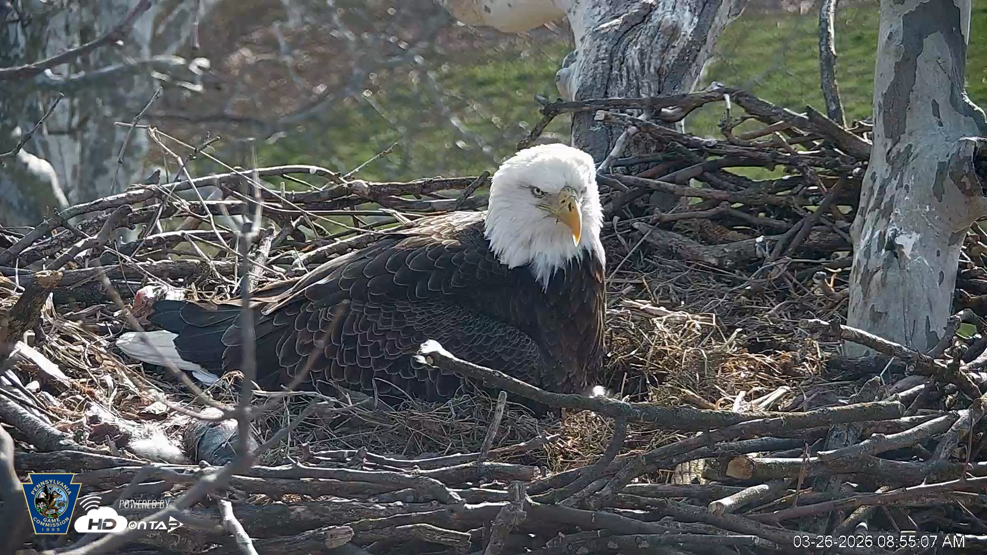 Snapshot of PA Farm Country Eagles Live Cams taken Mar 26, 2026, 8:56am EDT