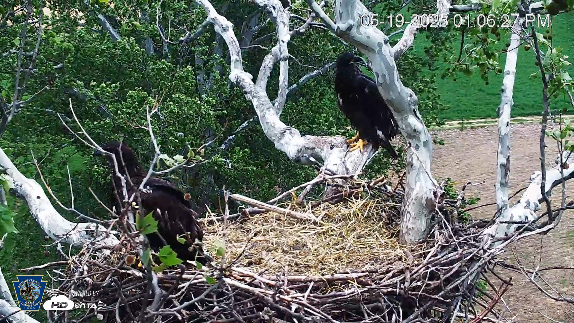 Snapshot of PA Farm Country Eagles Live Cams taken May 19, 2025, 1:07pm EDT