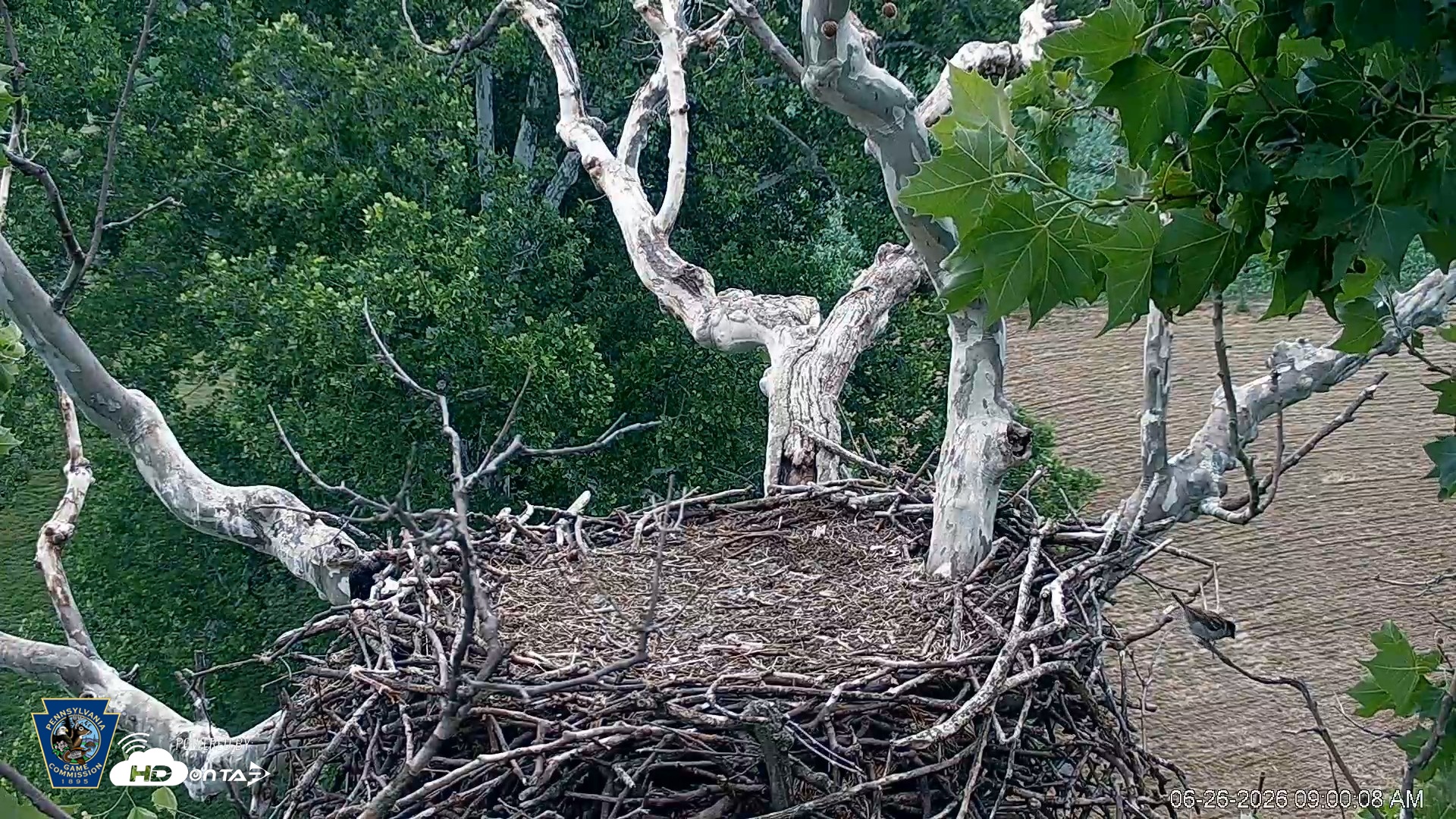 Snapshot of PA Farm Country Eagles Live Cams taken Jun 26, 2026, 9:00am EDT