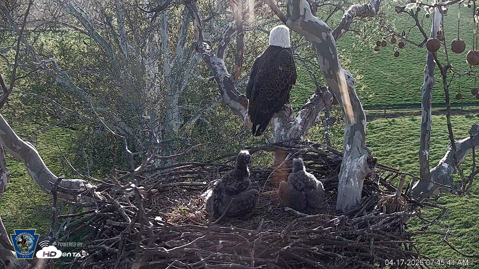 Snapshot of PA Farm Country Eagles Live Cams taken Apr 17, 2026, 7:46am EDT
