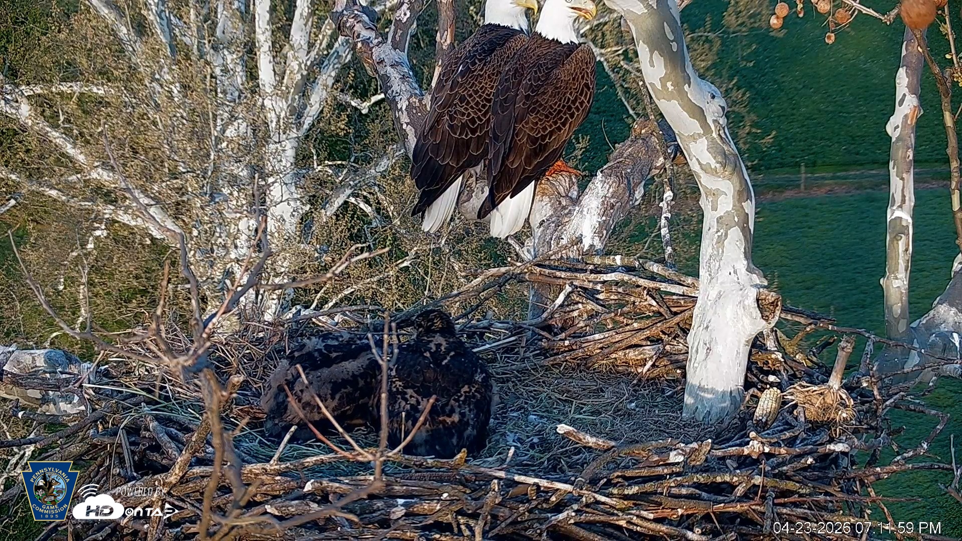 Snapshot of PA Farm Country Eagles Live Cams taken Apr 23, 2026, 7:13pm EDT