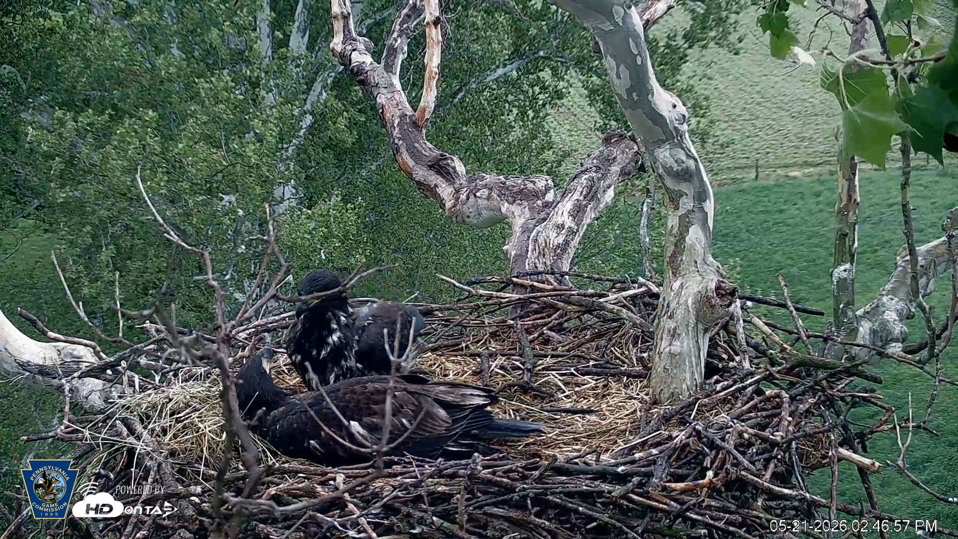 Snapshot of PA Farm Country Eagles Live Cams taken May 21, 2026, 2:47pm EDT