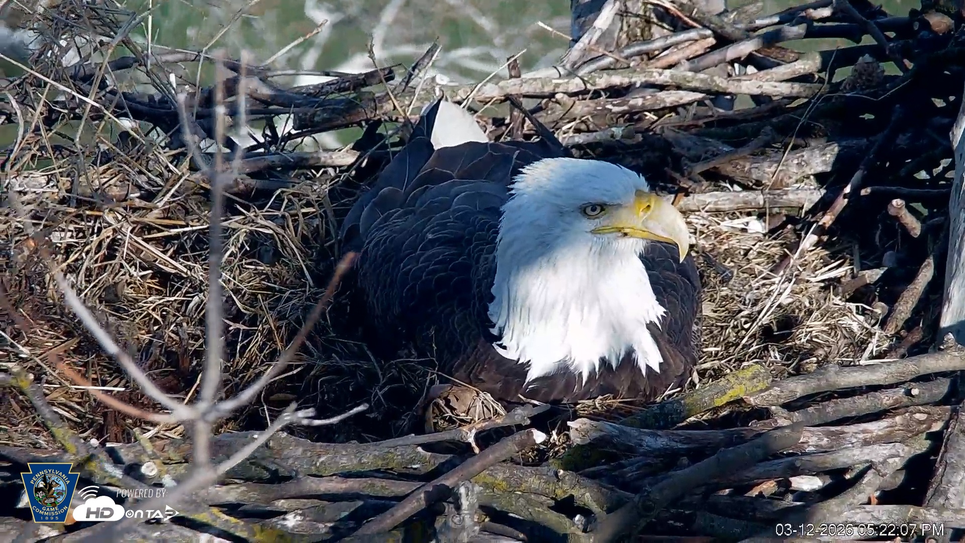 Snapshot of PA Farm Country Eagles Live Cams taken Mar 12, 2026, 5:23pm EDT