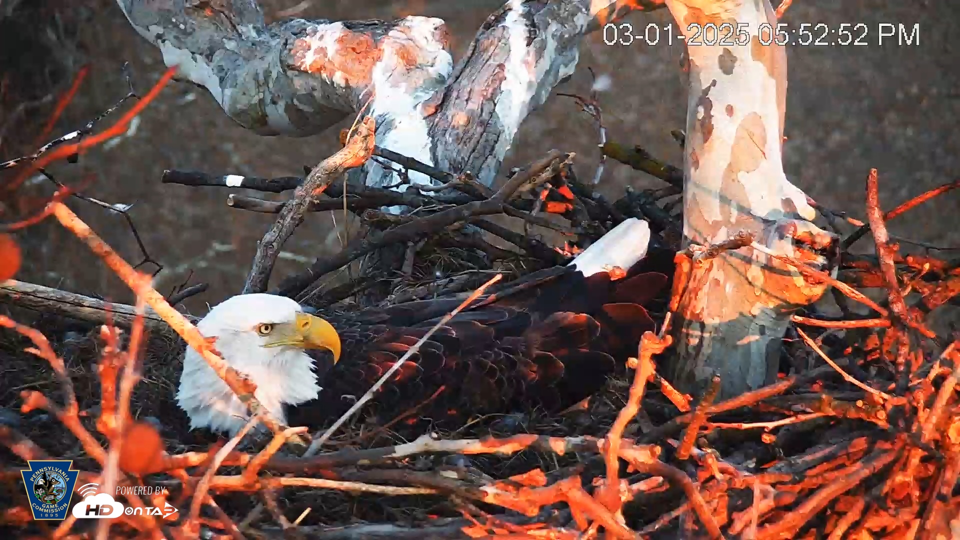 Snapshot of PA Farm Country Eagles Live Cams taken Mar 1, 2025, 5:53pm EST