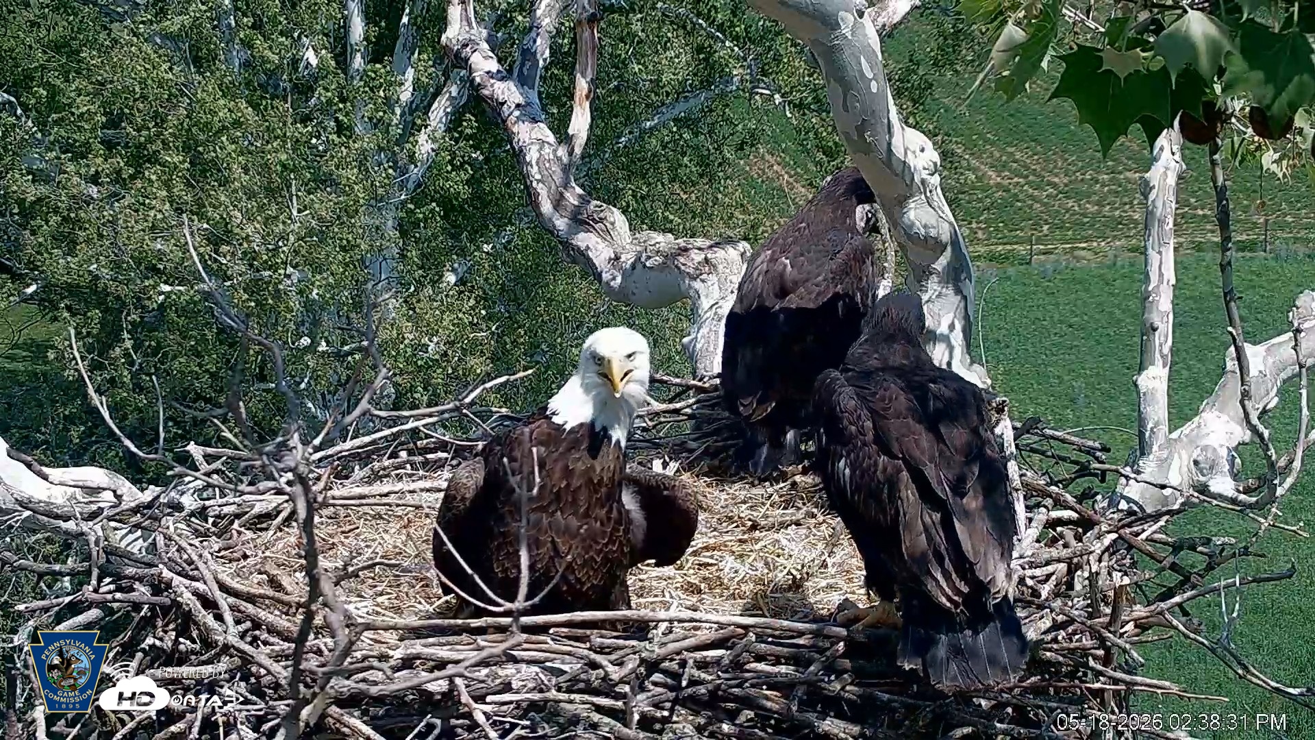Snapshot of PA Farm Country Eagles Live Cams taken May 18, 2026, 2:39pm EDT