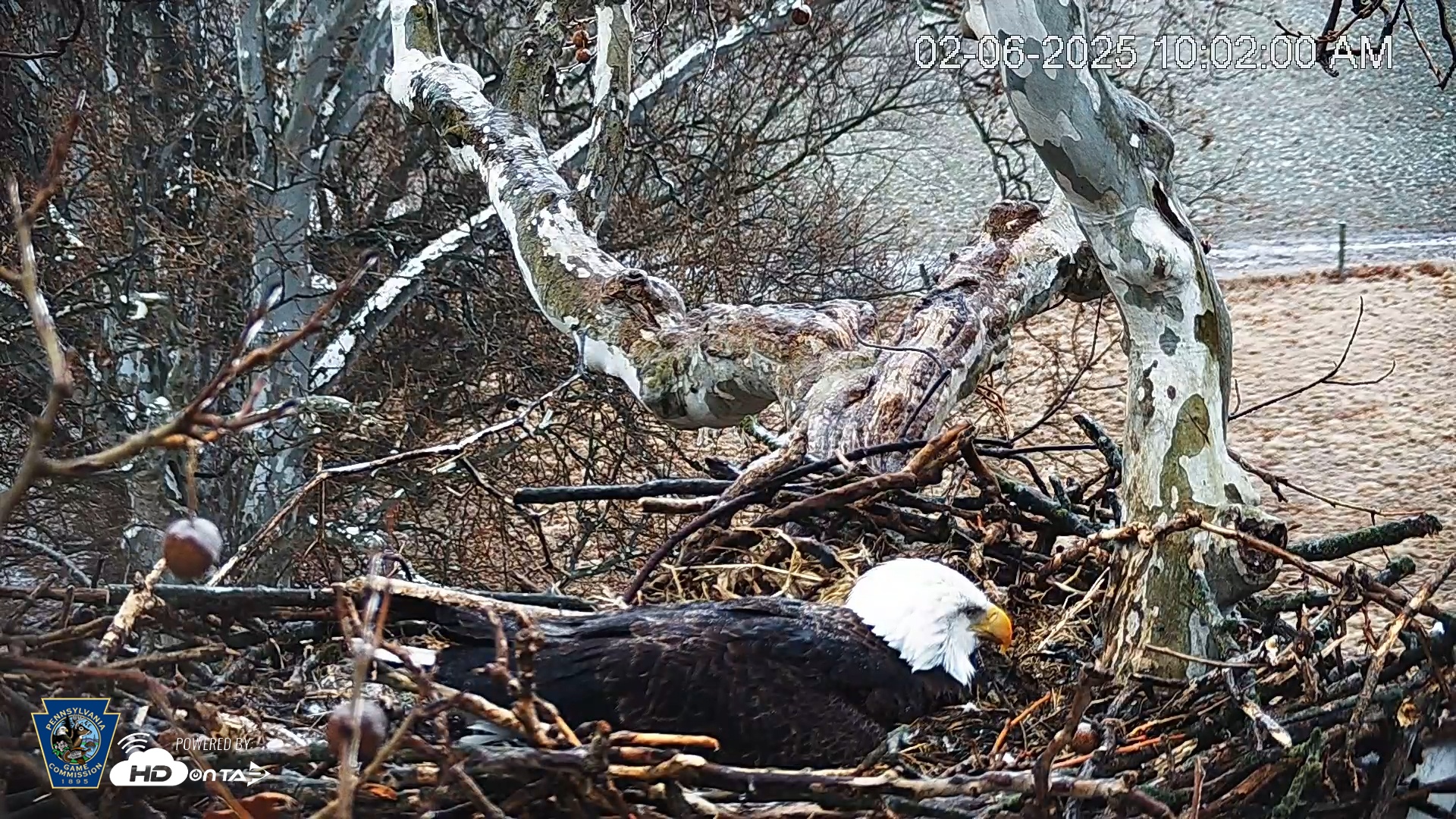 Snapshot of PA Farm Country Eagles Live Cams taken Feb 6, 2025, 10:02am EST
