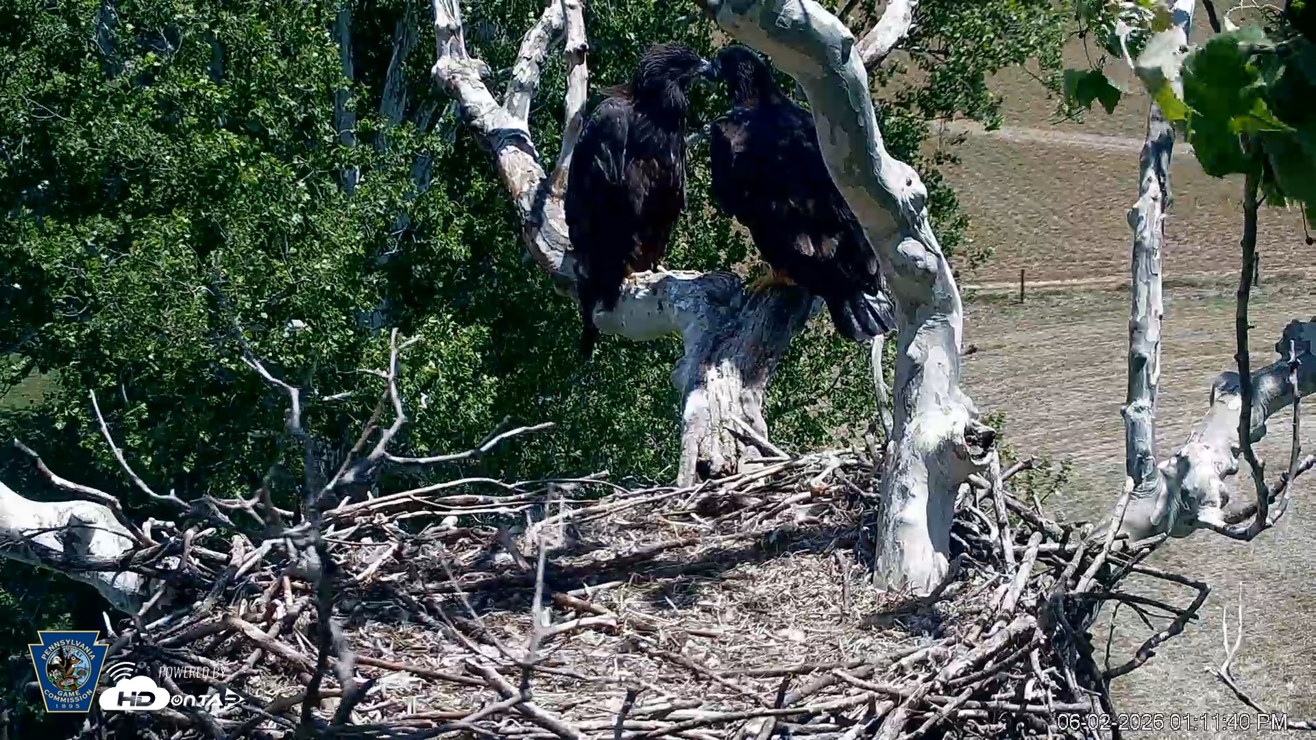 Snapshot of PA Farm Country Eagles Live Cams taken Jun 2, 2026, 1:12pm EDT
