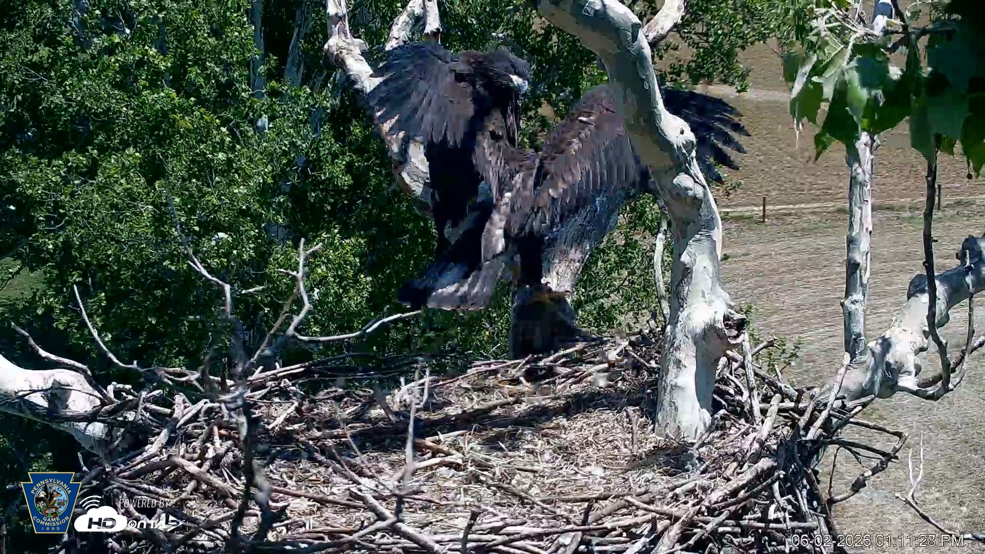 Snapshot of PA Farm Country Eagles Live Cams taken Jun 2, 2026, 1:12pm EDT