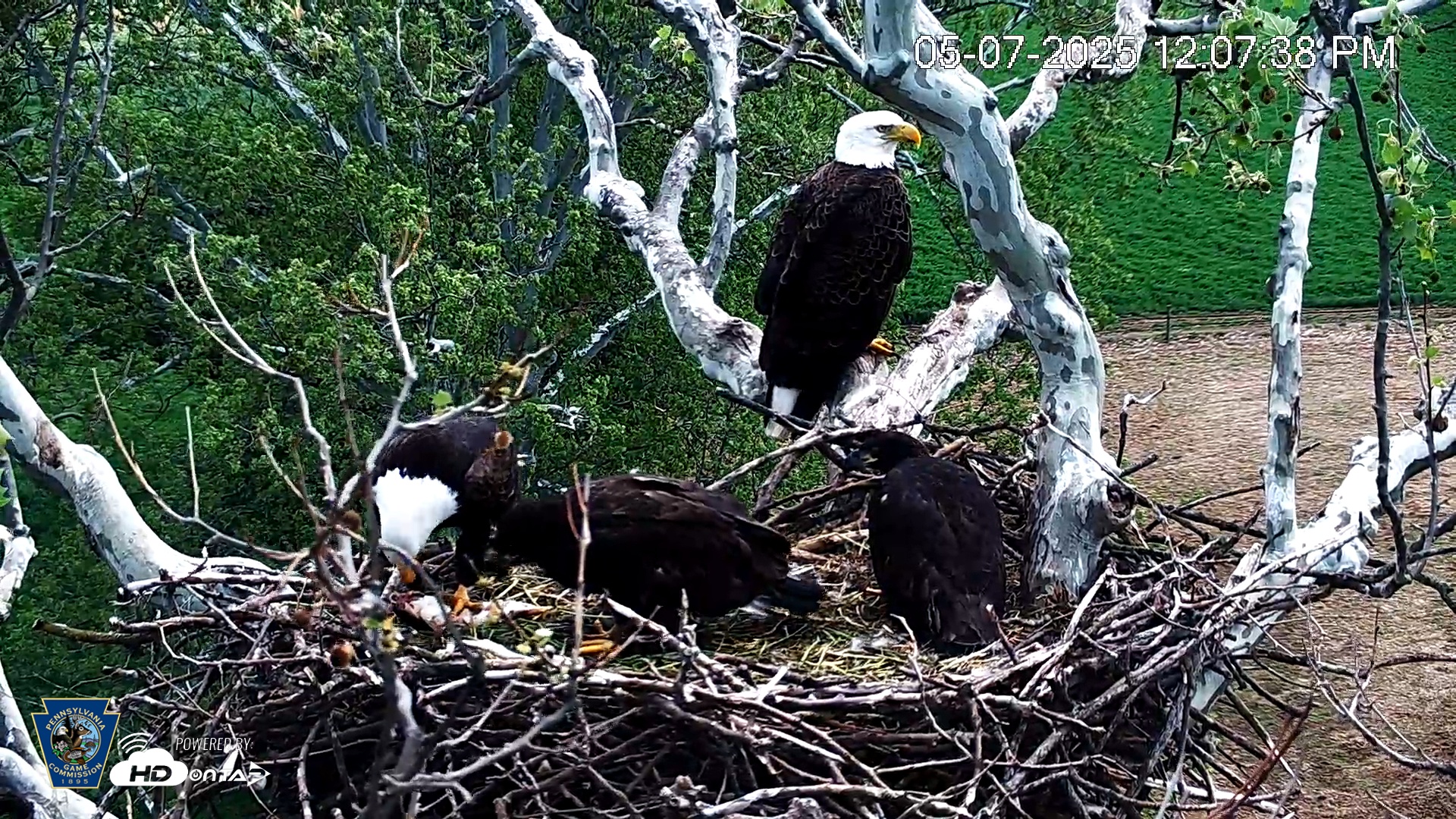 Snapshot of PA Farm Country Eagles Live Cams taken May 7, 2025, 12:08pm EDT