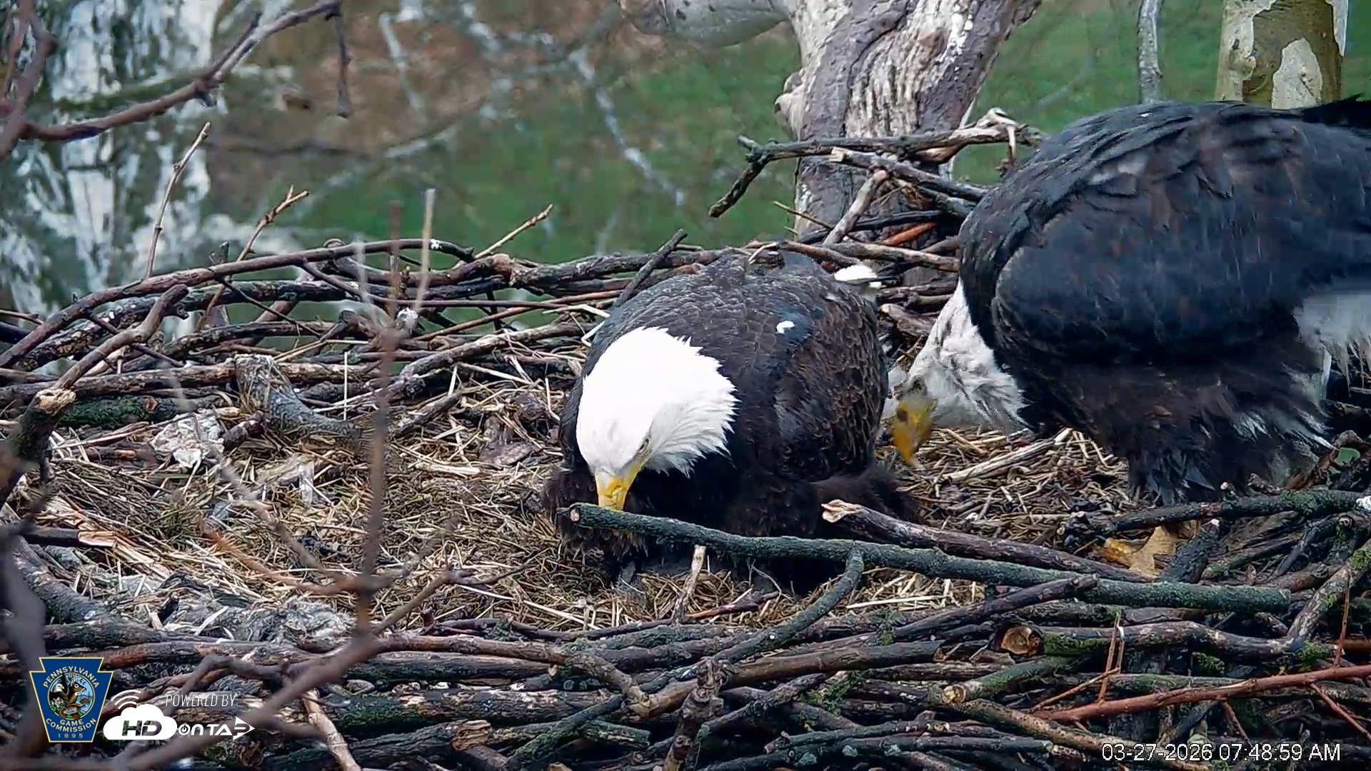 Snapshot of PA Farm Country Eagles Live Cams taken Mar 27, 2026, 7:49am EDT