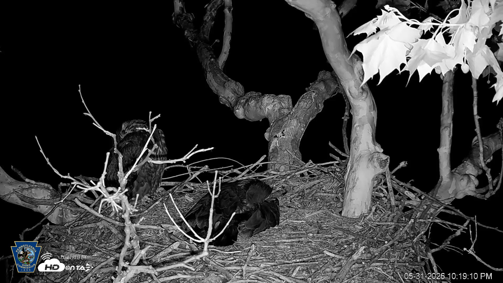 Snapshot of PA Farm Country Eagles Live Cams taken May 31, 2026, 10:19pm EDT