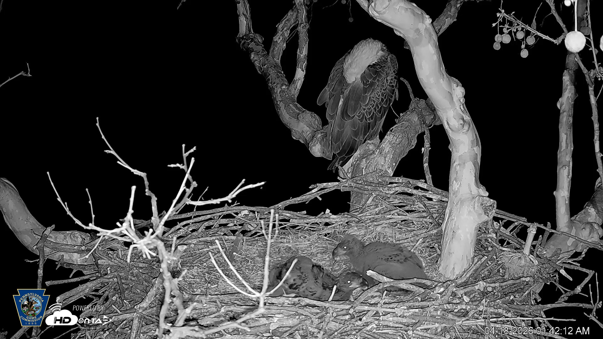 Snapshot of PA Farm Country Eagles Live Cams taken Apr 18, 2026, 1:43am EDT