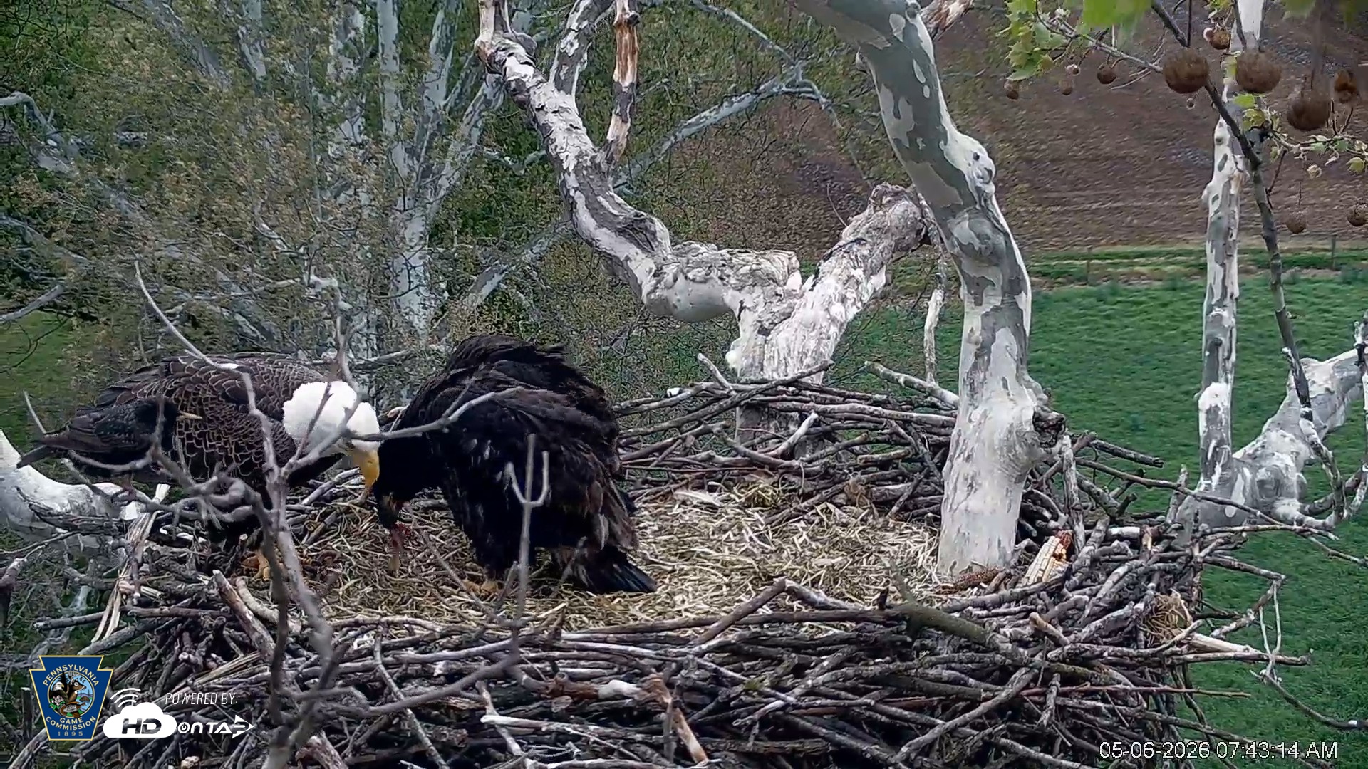 Snapshot of PA Farm Country Eagles Live Cams taken May 6, 2026, 7:43am EDT