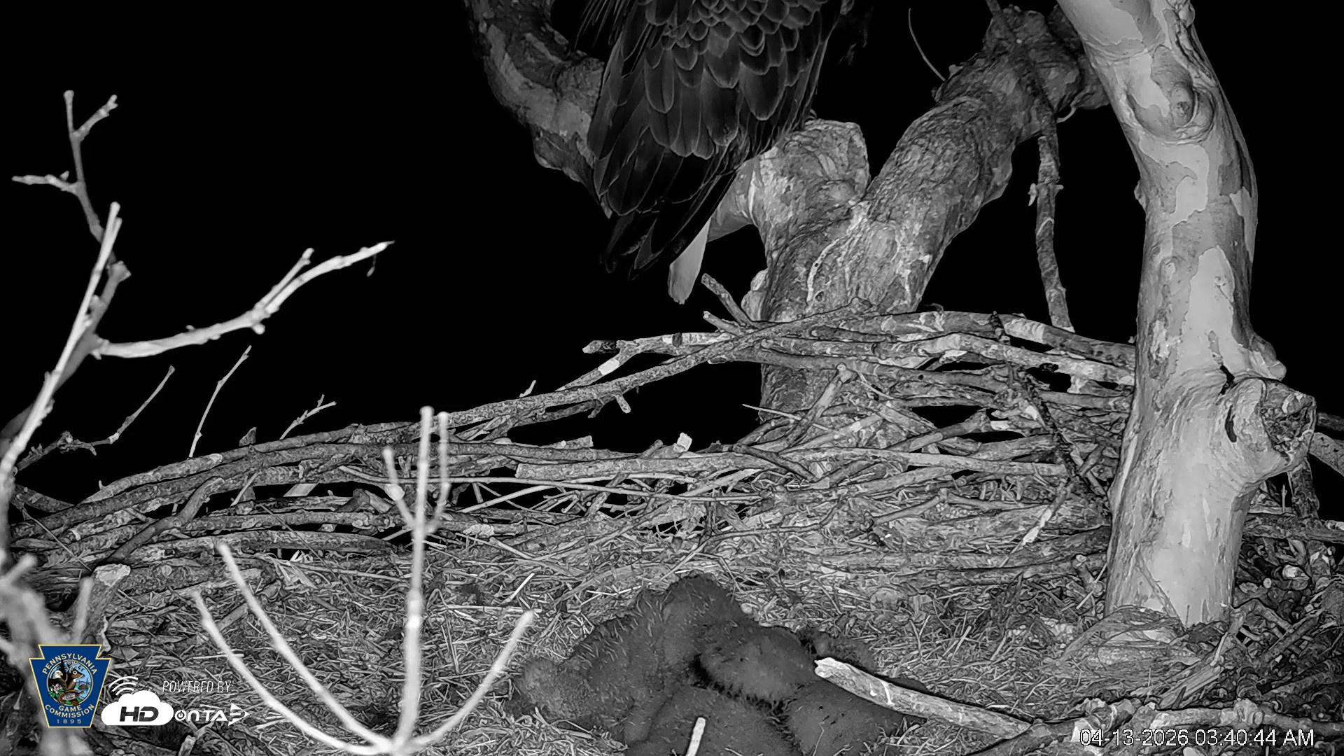 Snapshot of PA Farm Country Eagles Live Cams taken Apr 13, 2026, 3:42am EDT