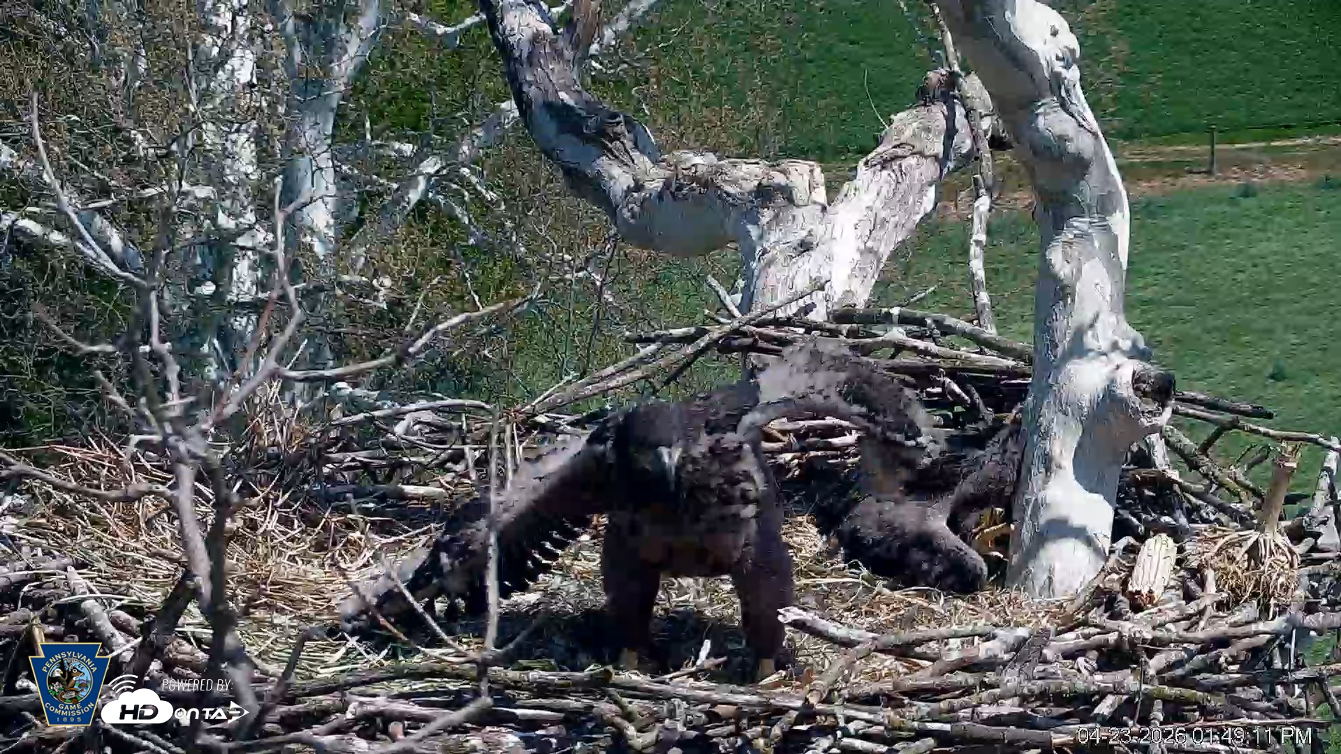 Snapshot of PA Farm Country Eagles Live Cams taken Apr 23, 2026, 1:49pm EDT