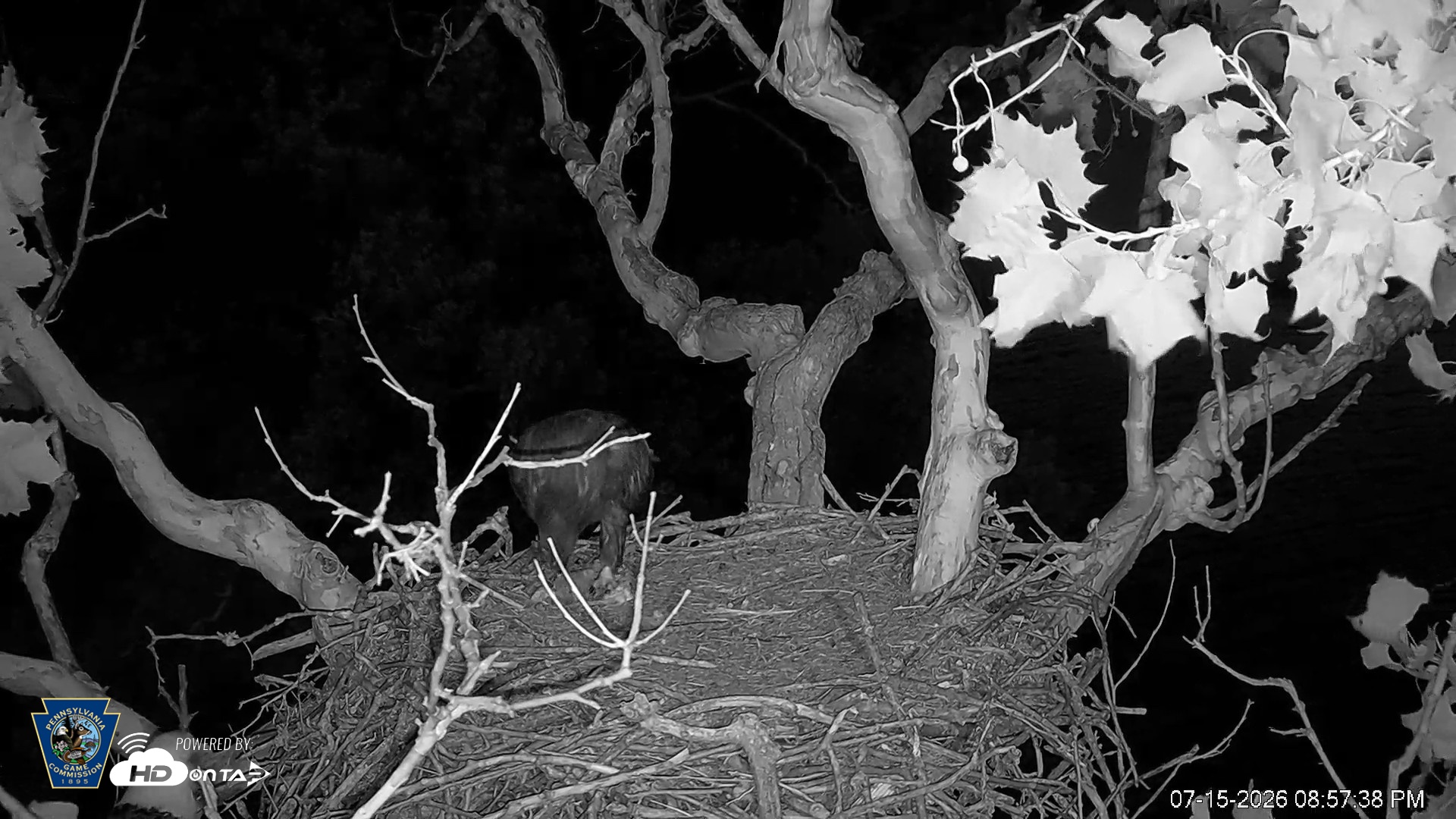 Snapshot of PA Farm Country Eagles Live Cams taken Jul 15, 2026, 9:00pm EDT